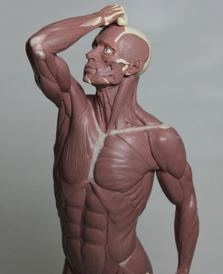artist anatomy class saint croix falls, wi (1).png