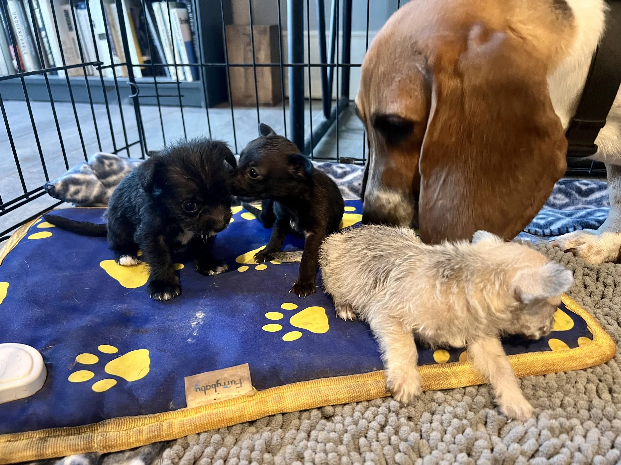 Benedict, Sammy, and Frittata 