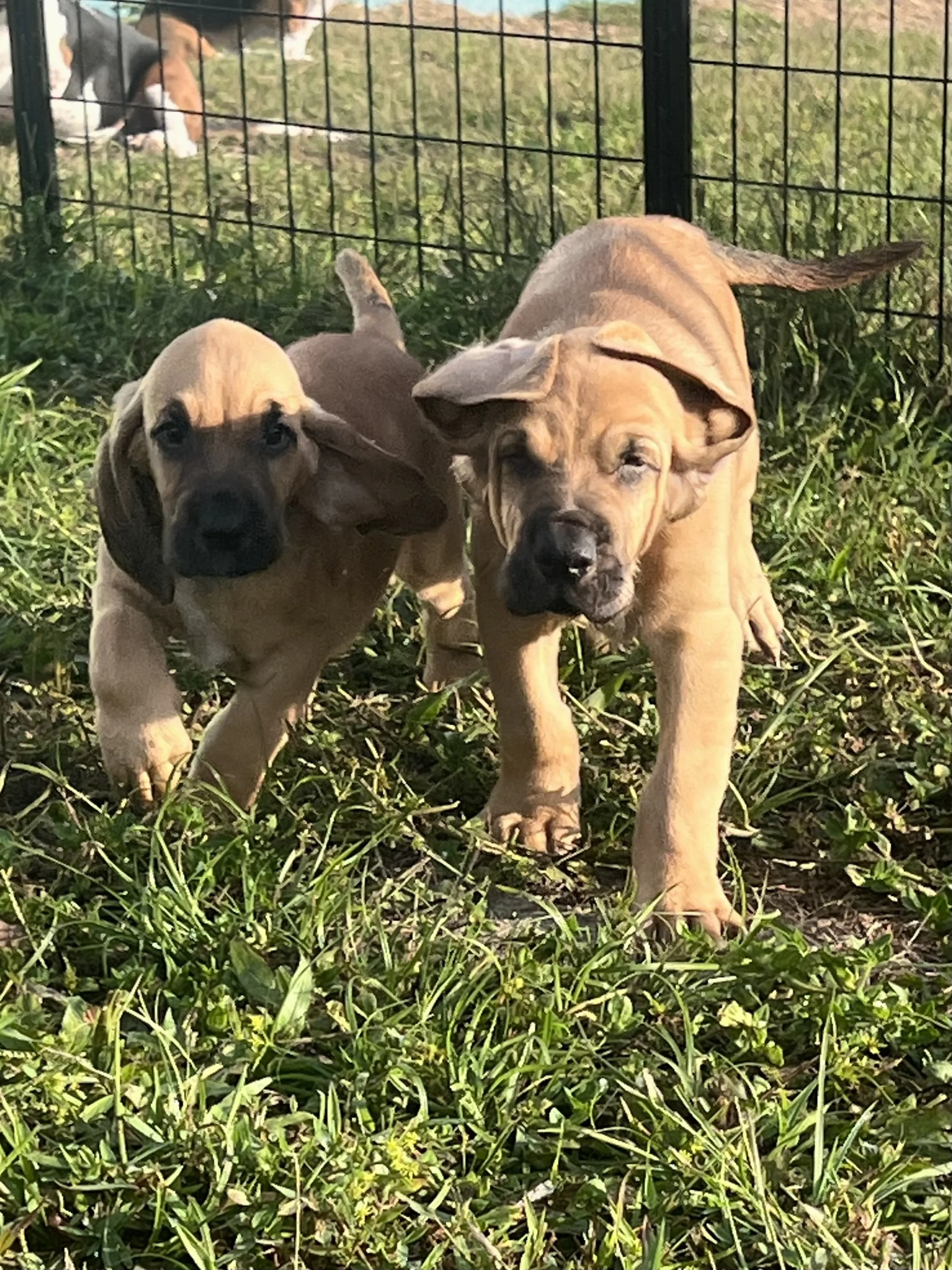 Sweet Potato & Pumpkin