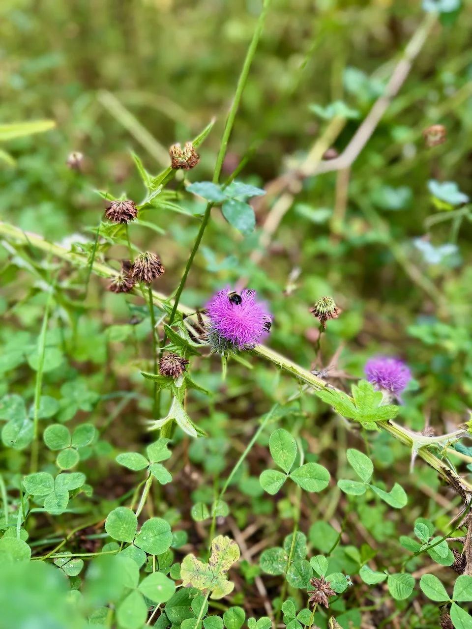 Favorites - 63 of 87.jpeg