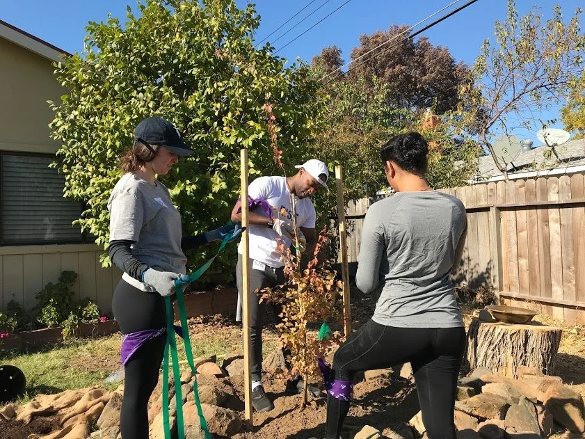 Four people planting a young tree in a backyard garden, with a wooden fence and trees in the background, on a sunny day.