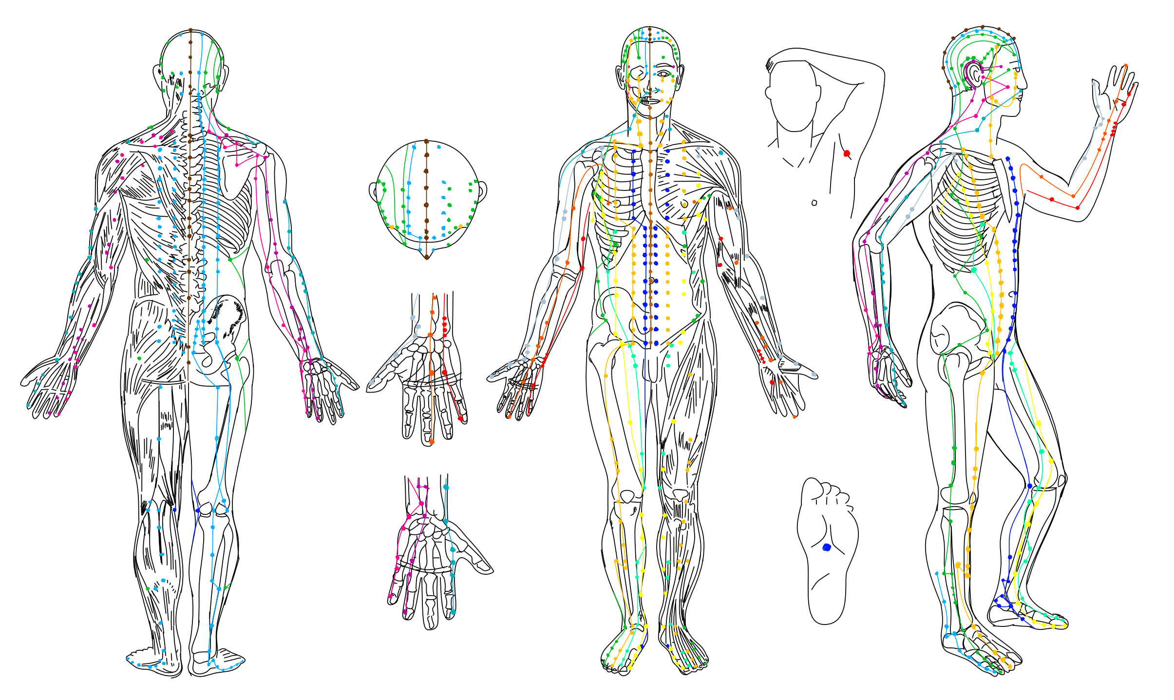 26 body with meridians.png