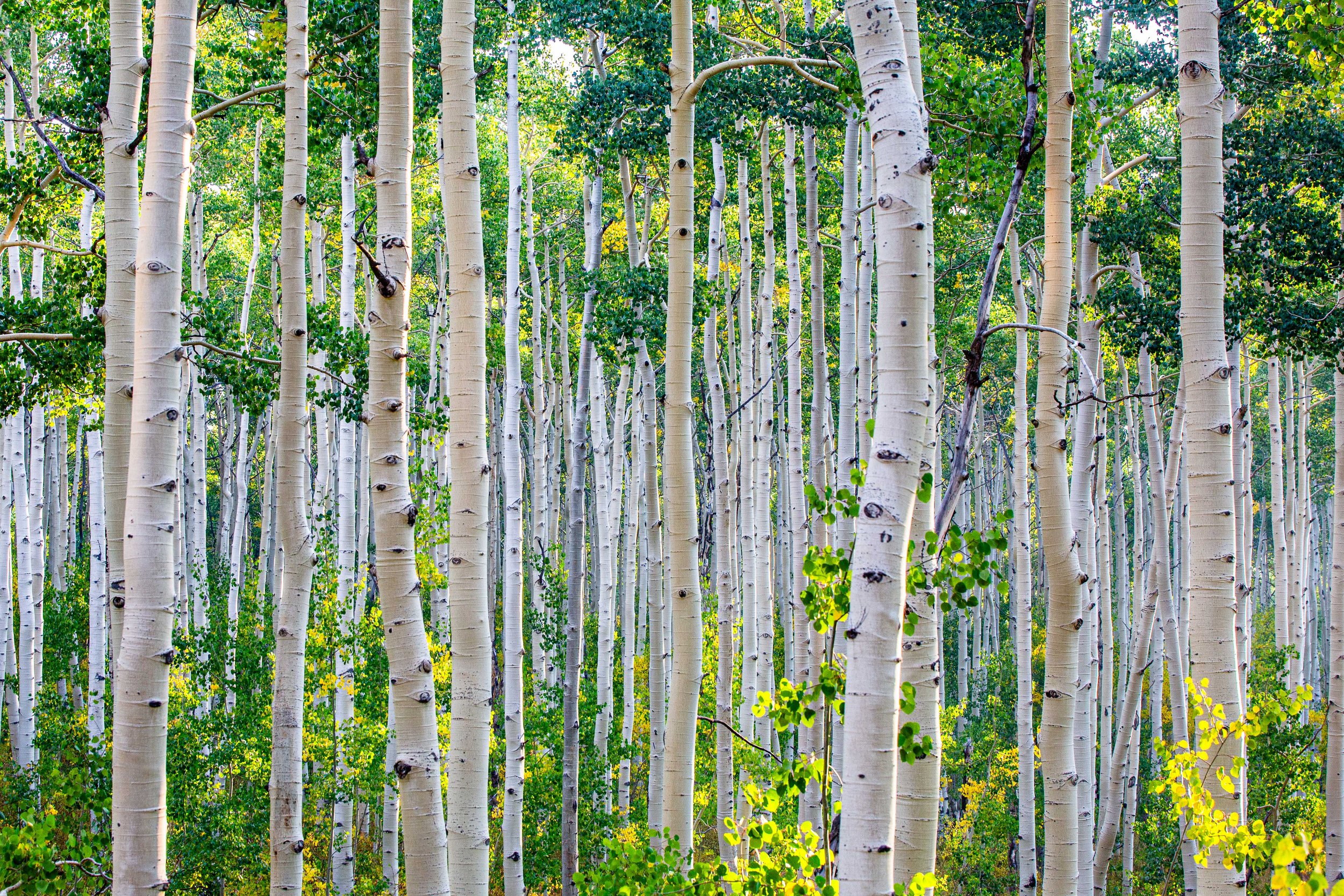 jp.g_aspen003_16x24low.jpg