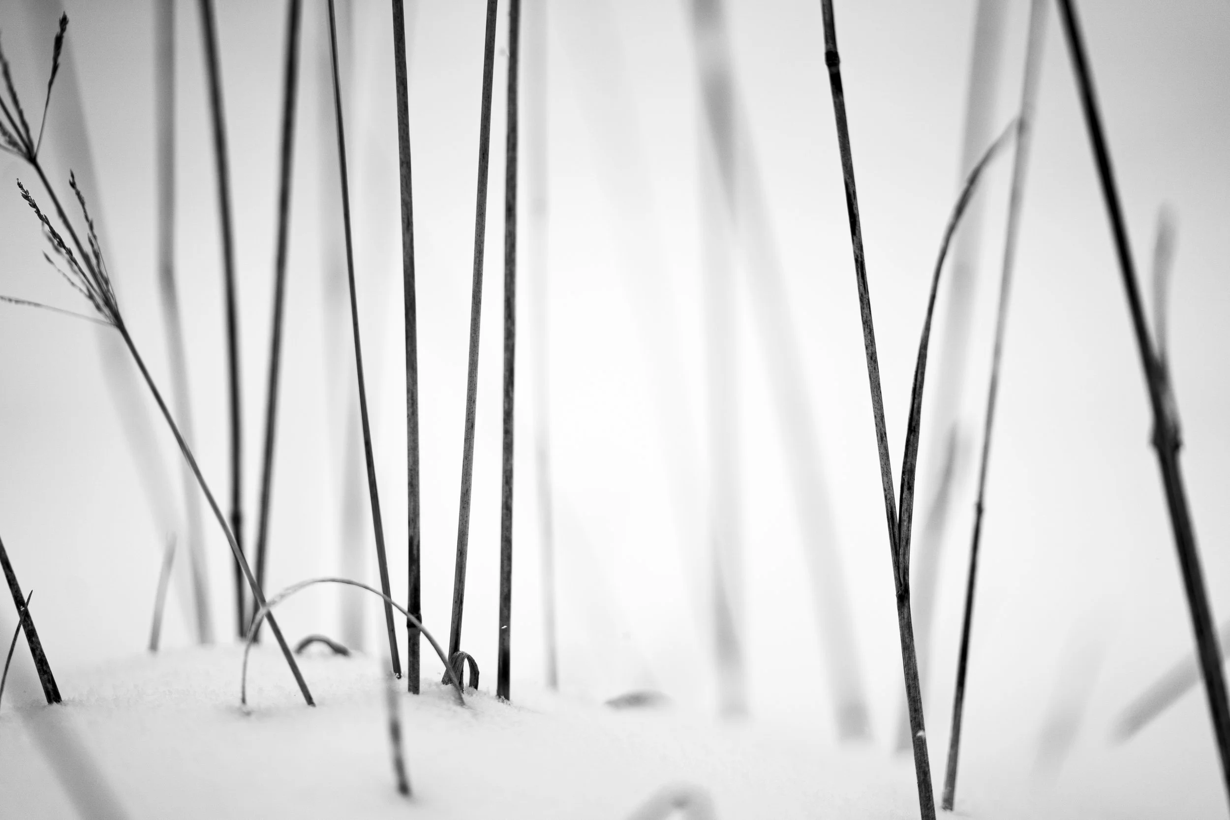 Ando in Grass.jpg