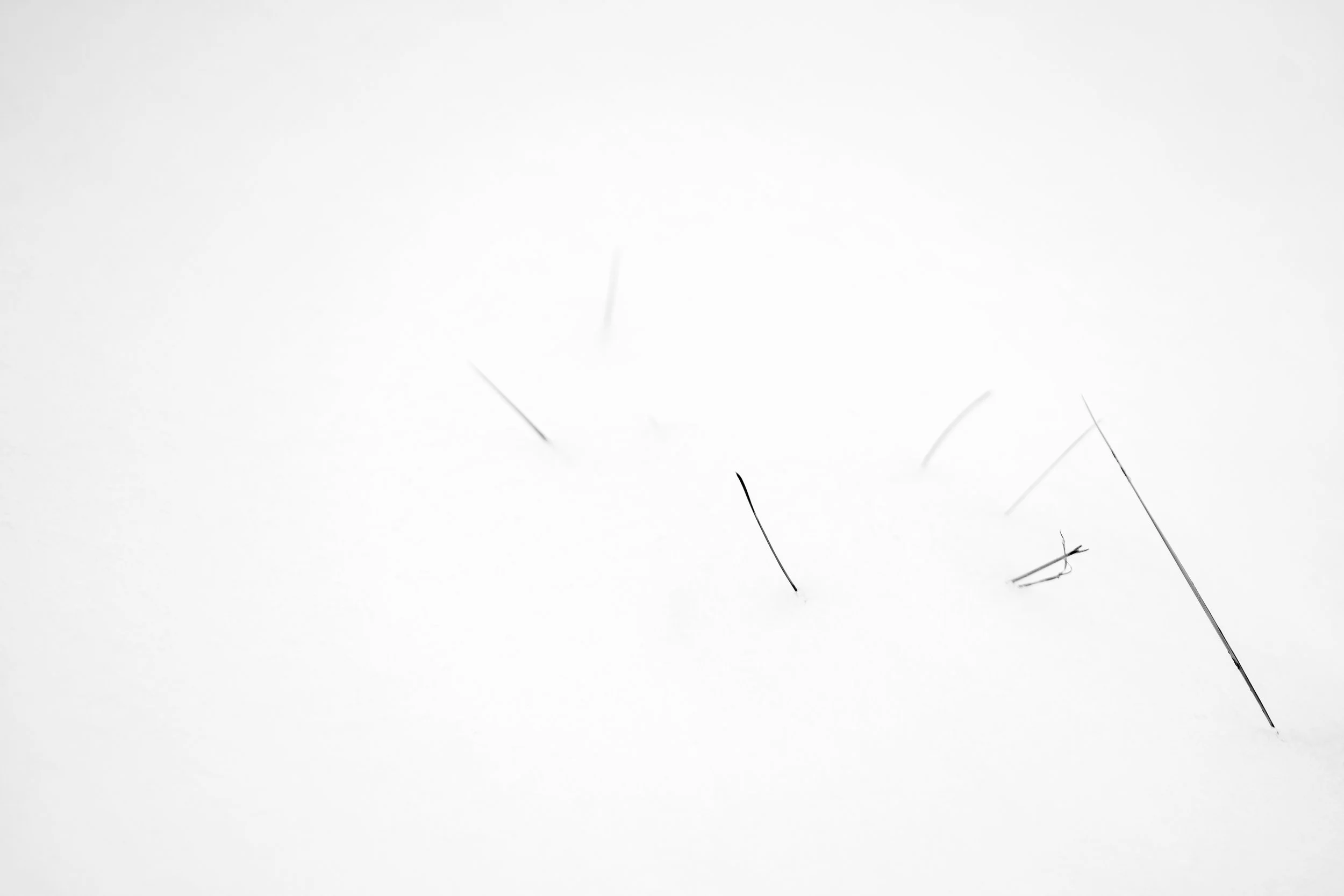 Grass in Snow_full res.jpg