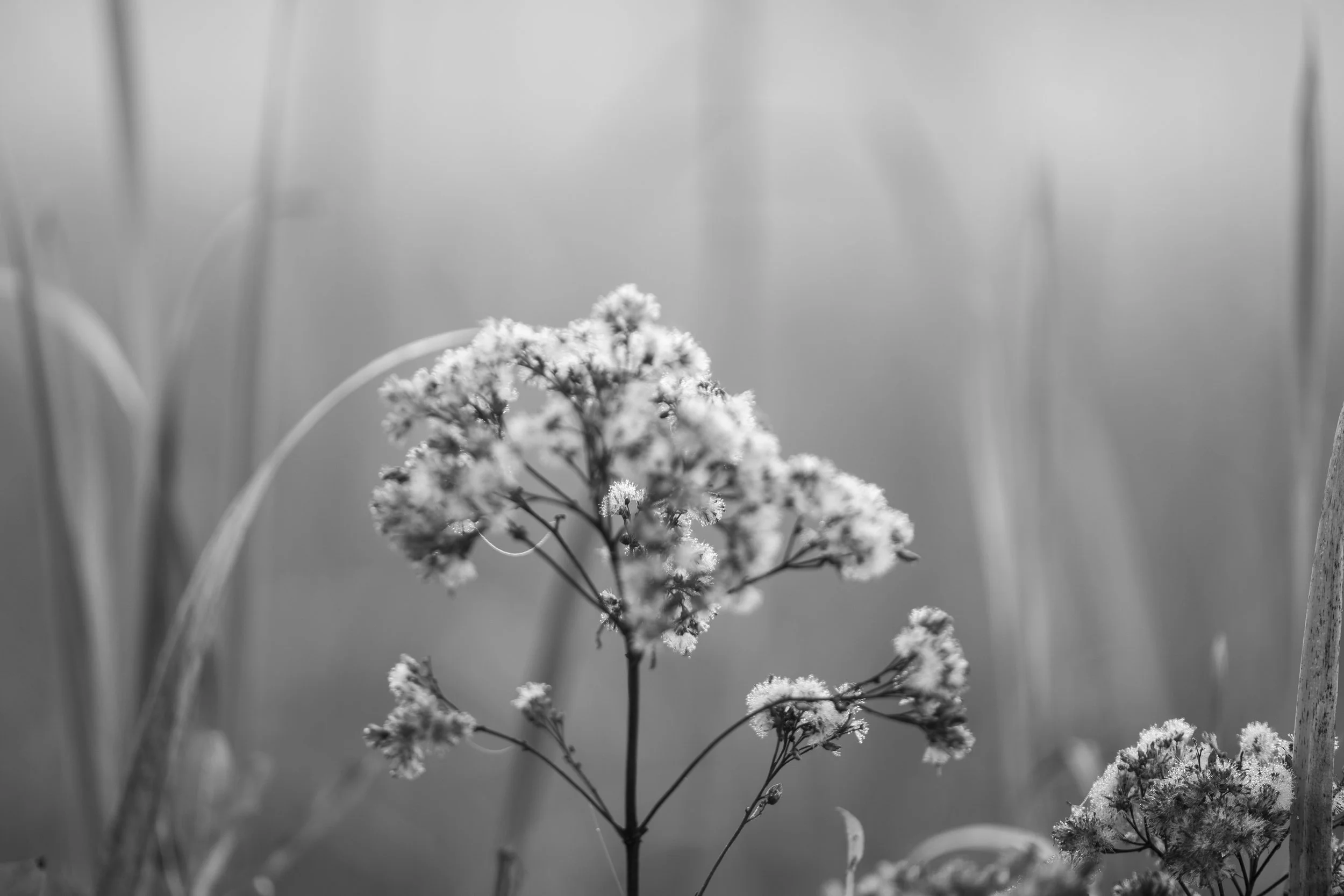 ethereal_cliff_hughes_2024.jpg