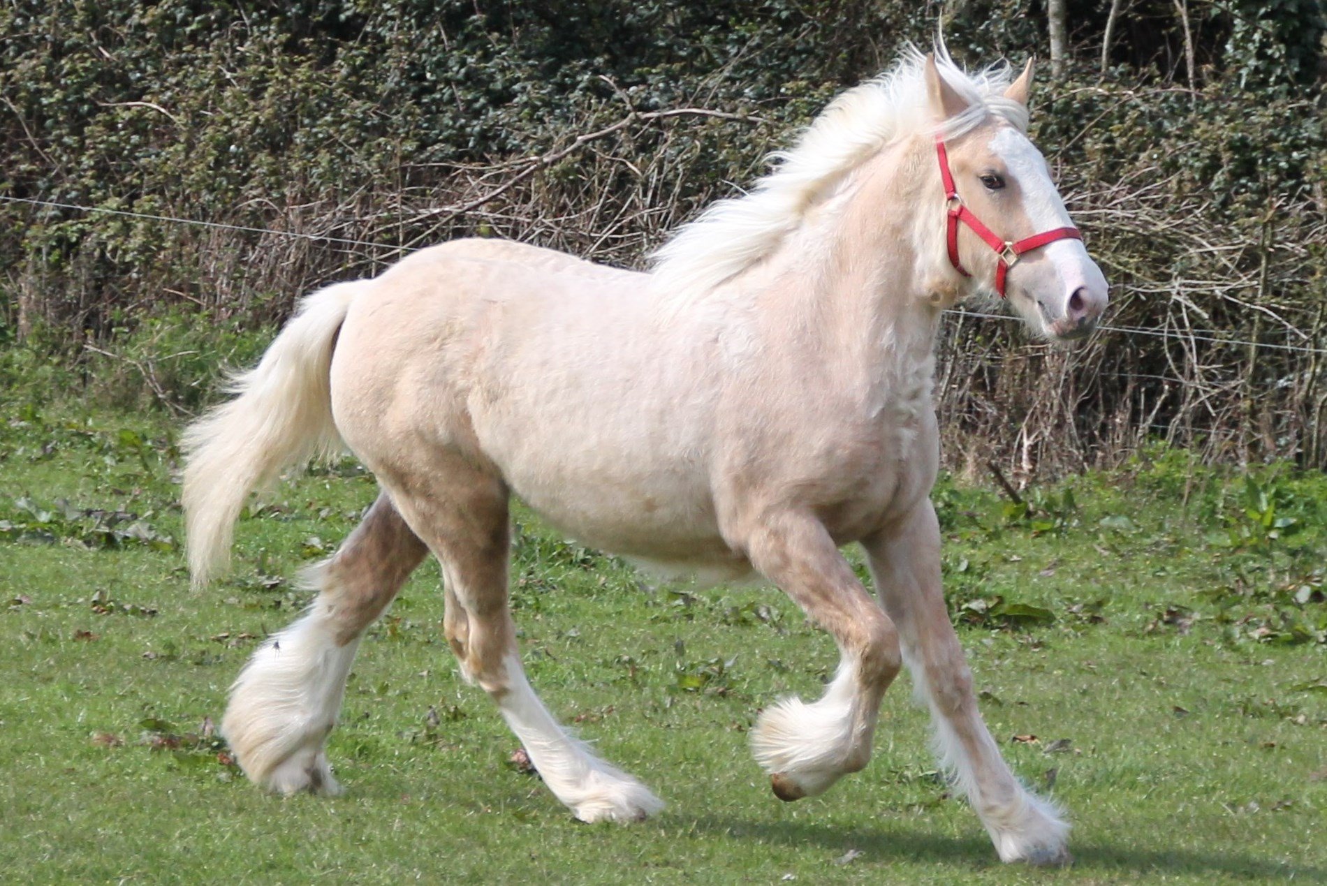 palmanio filly 086.jpeg