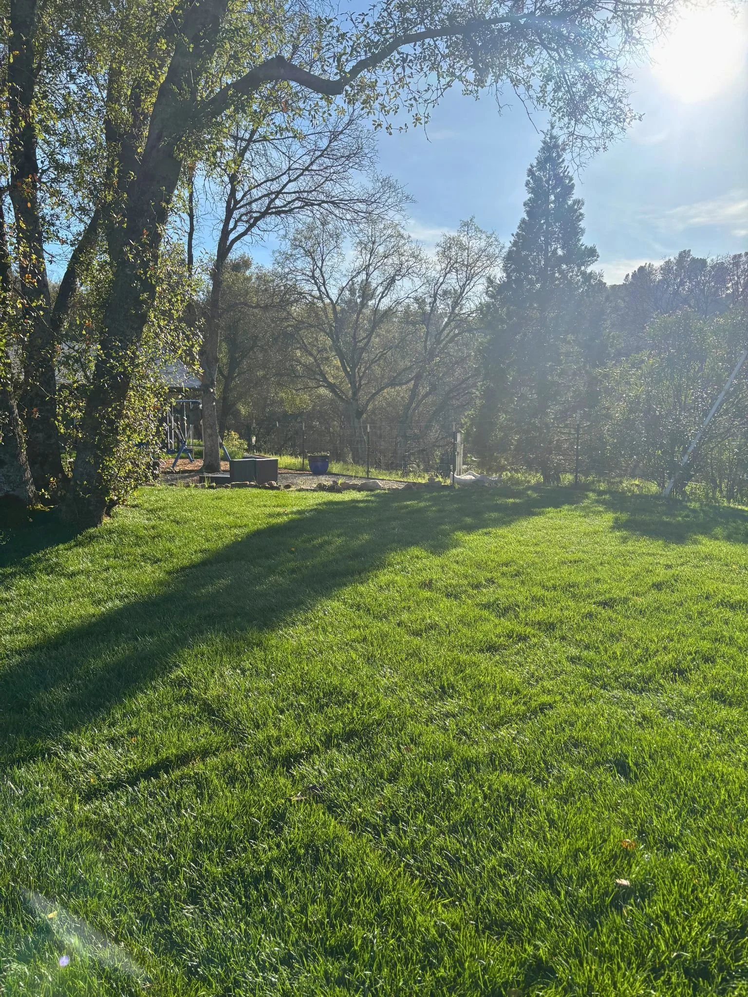 Sunny backyard with green grass, trees, and a blue sky.