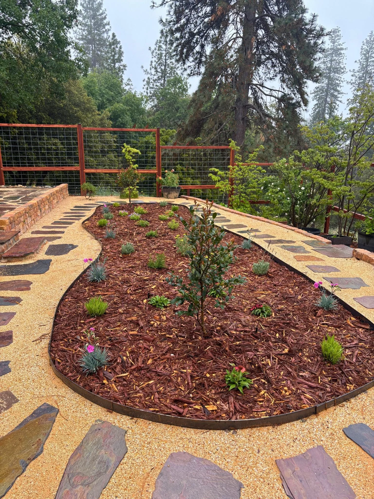 A landscaped garden with a curved pathway, mulch beds with small plants, a wooden fence, and tall pine trees in the background.