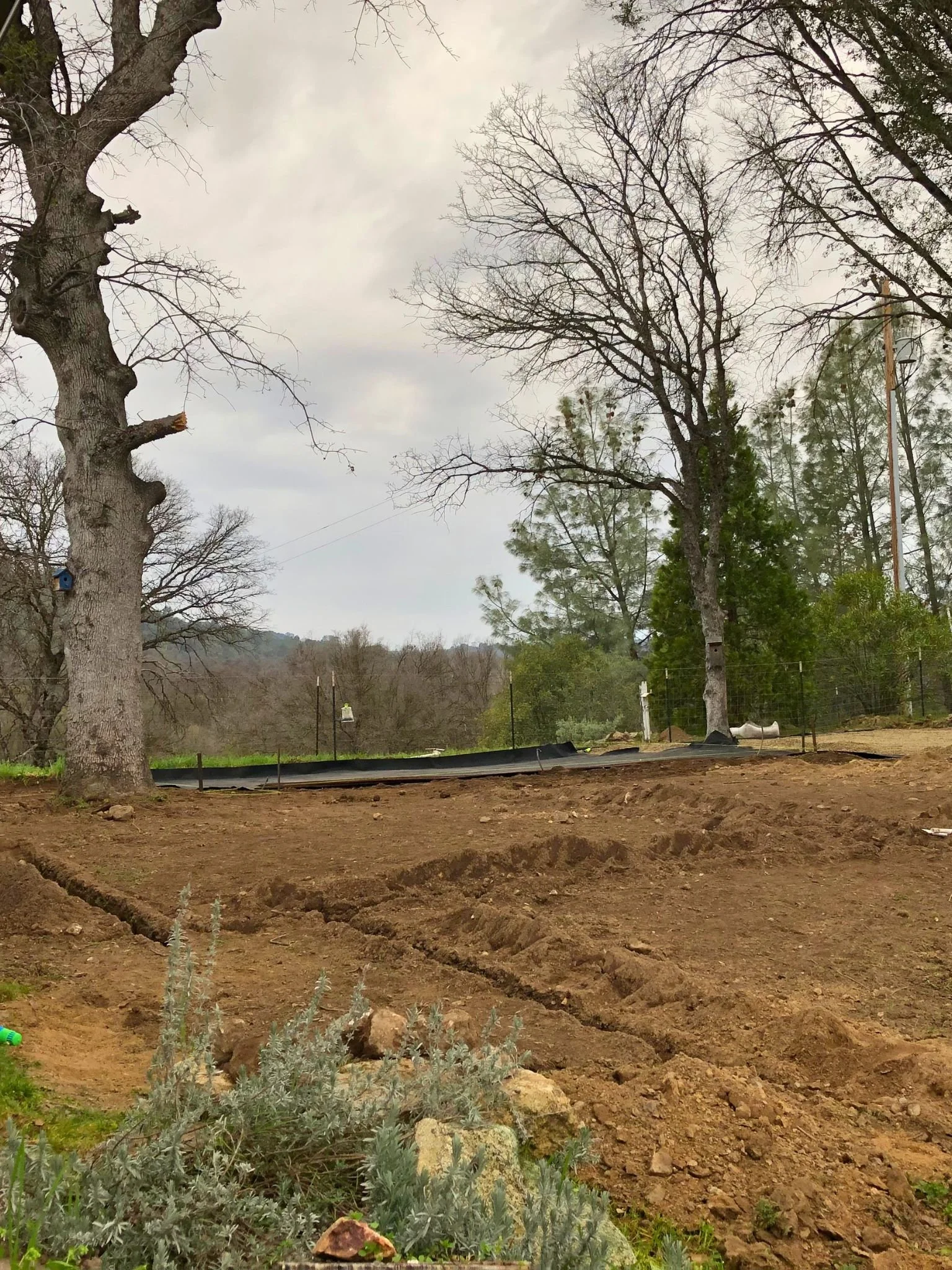 Bare trees in a cloudy outdoor setting with a cleared patch of earth and some plants in the foreground.