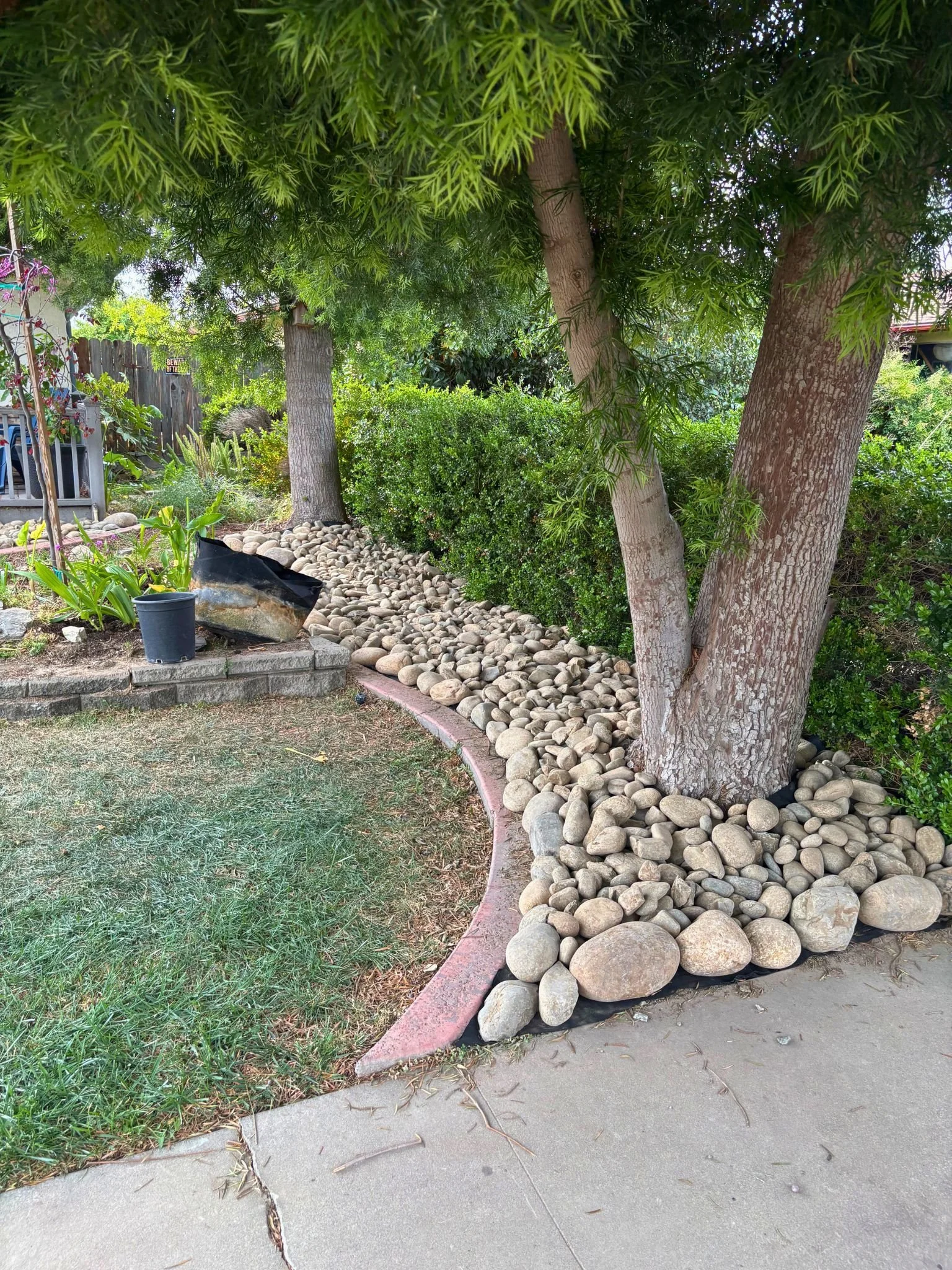 Side view of a garden with a tree, rocks, bushes, and a concrete walkway.