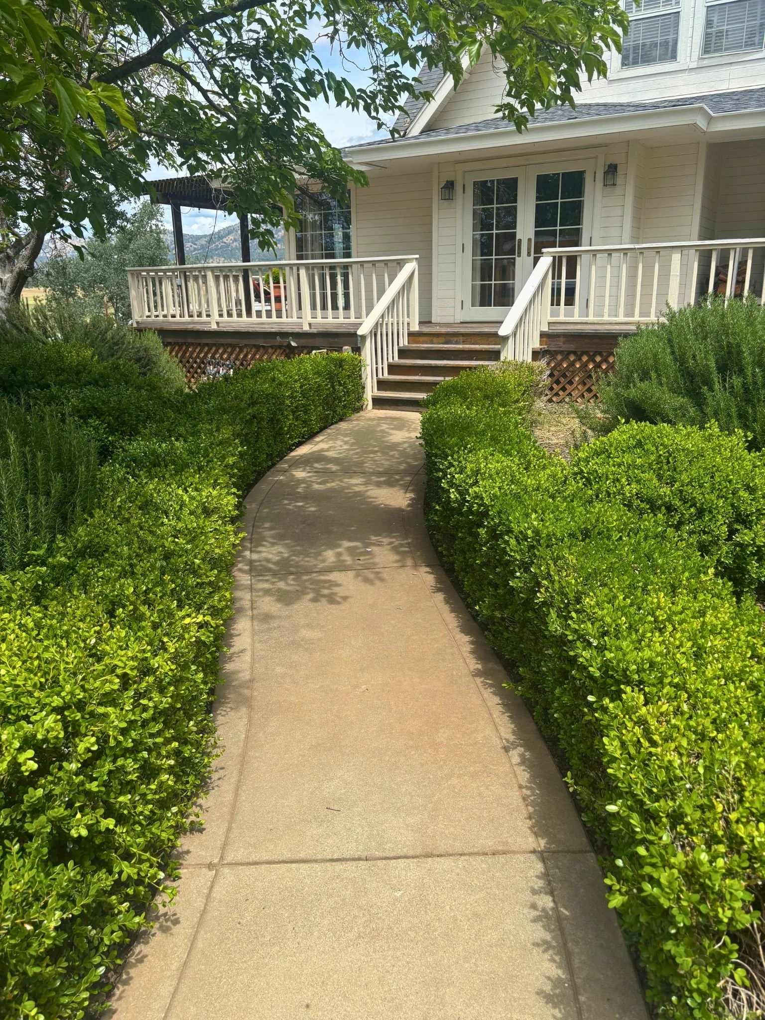 A sidewalk leading up to a house with a white porch and railing, surrounded by green shrubs and trees, with mountains in the background under a blue sky with some clouds.