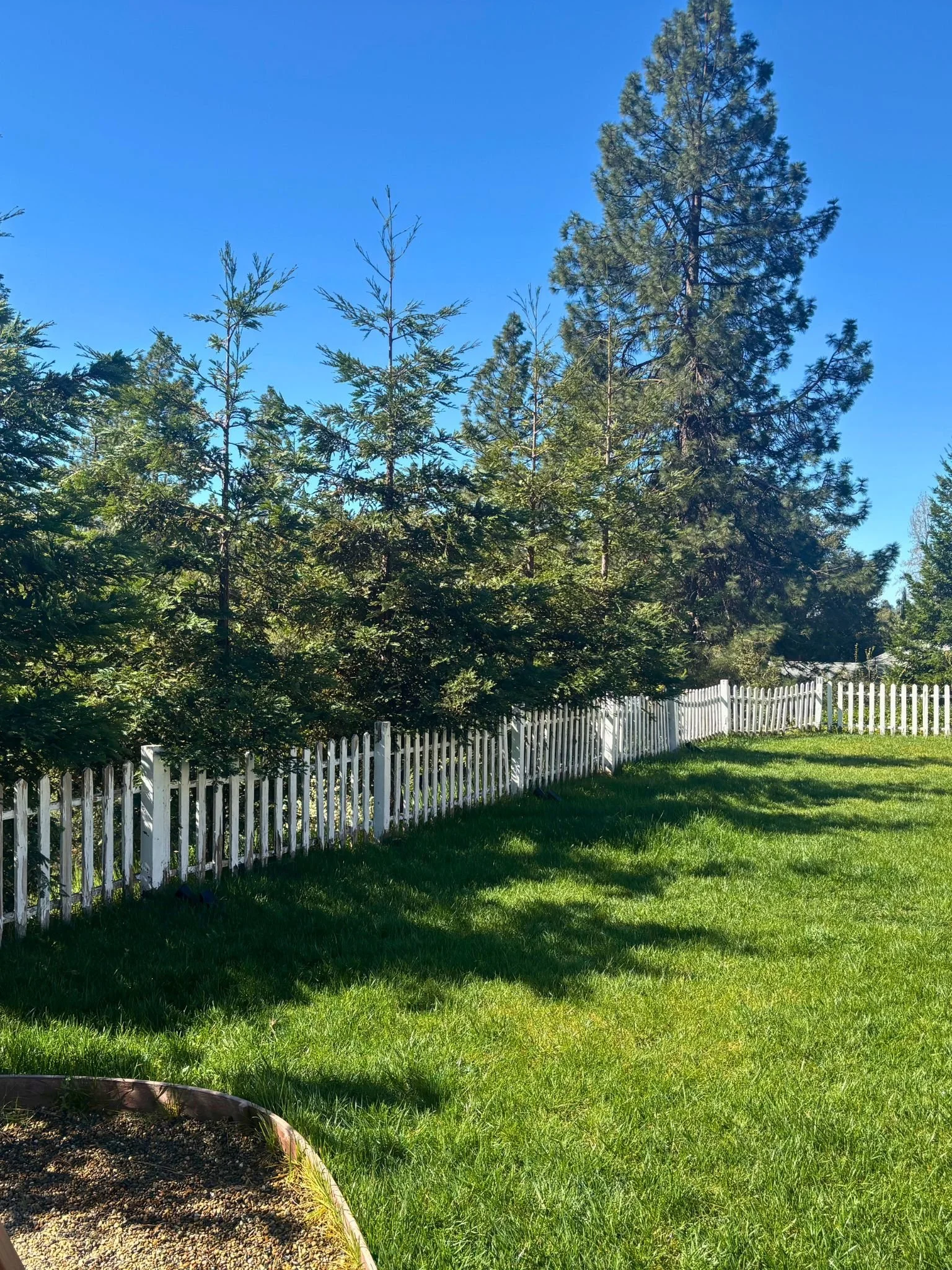 A lush green lawn bordered by a white picket fence, with tall trees and a clear blue sky in the background.