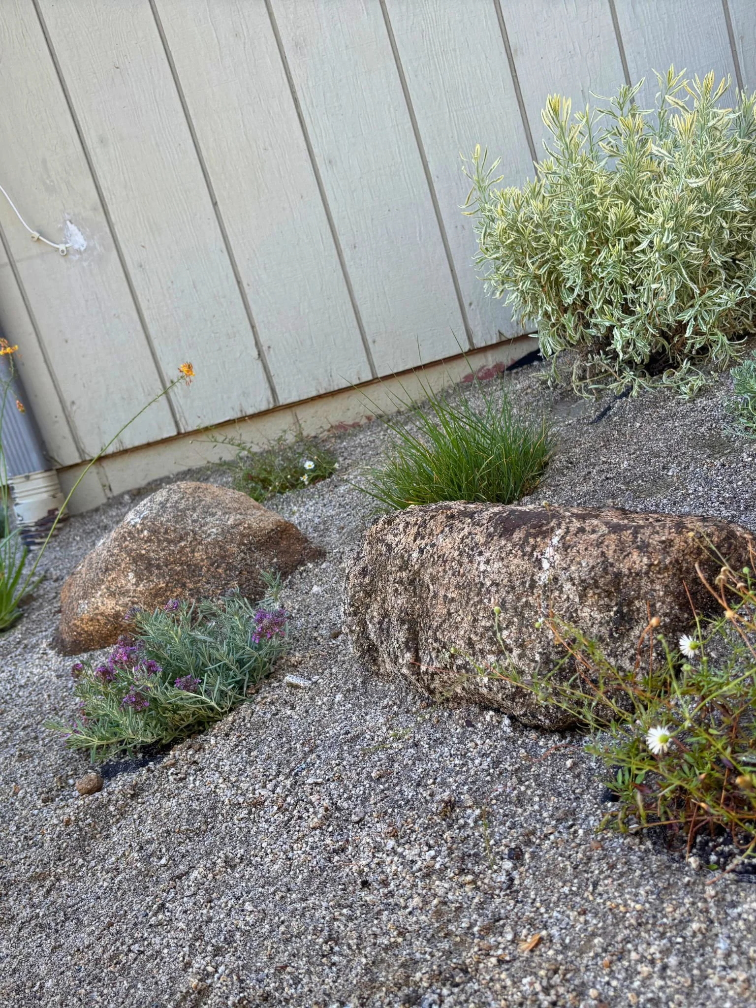 A garden with large rocks, small plants, and a bush with variegated green and white leaves near a vertical beige siding wall.