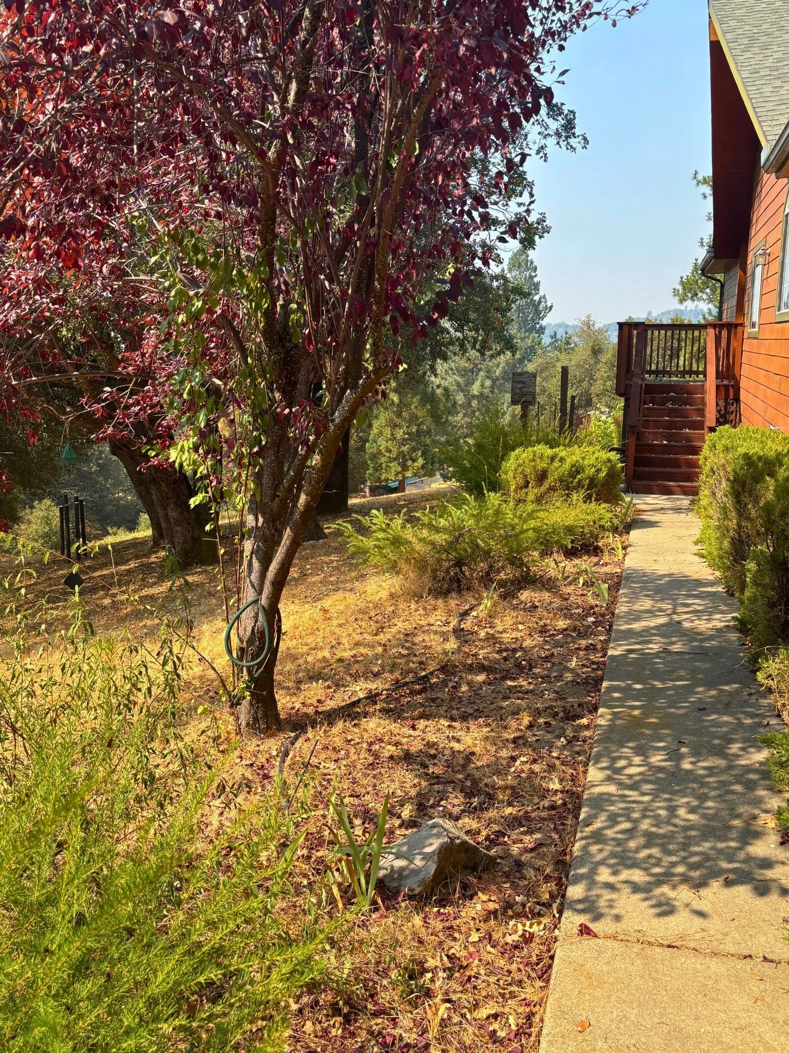 A landscaped yard with a tree that has dark red leaves, a pathway running alongside the house, and green shrubs lining the walkway on a sunny day.