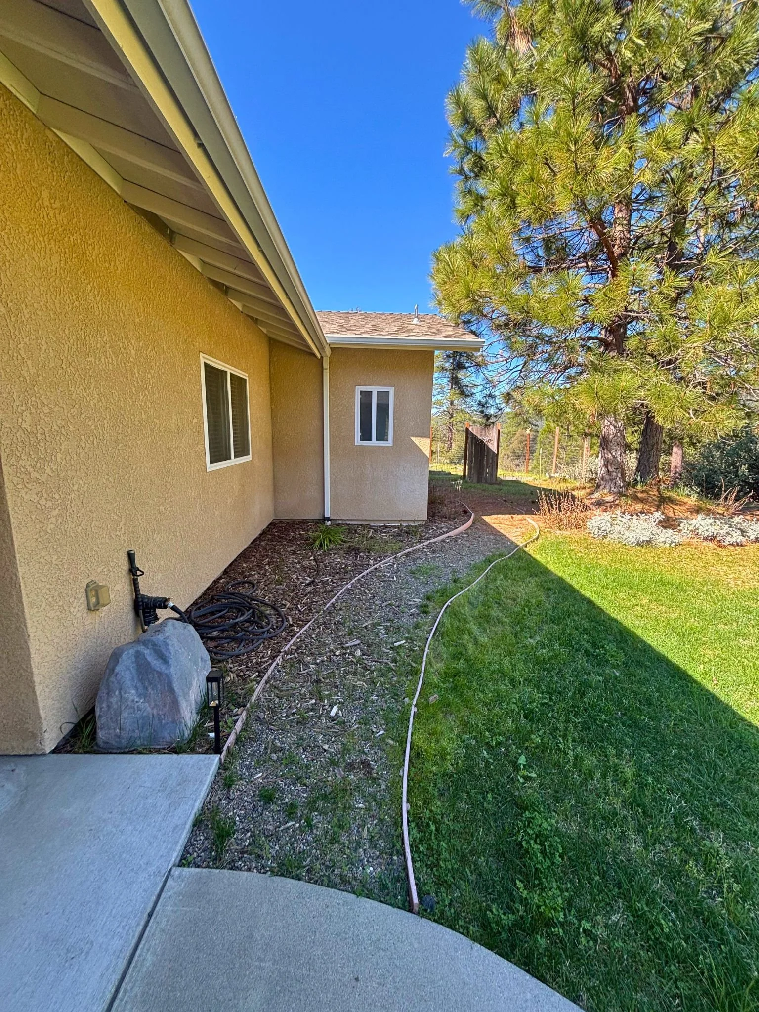Side yard of a house with yellow stucco wall, two small windows, mulch bed, large rocks, a black pipe, and a garden hose. There is a concrete pathway and a green lawn with a tall pine tree in the background.