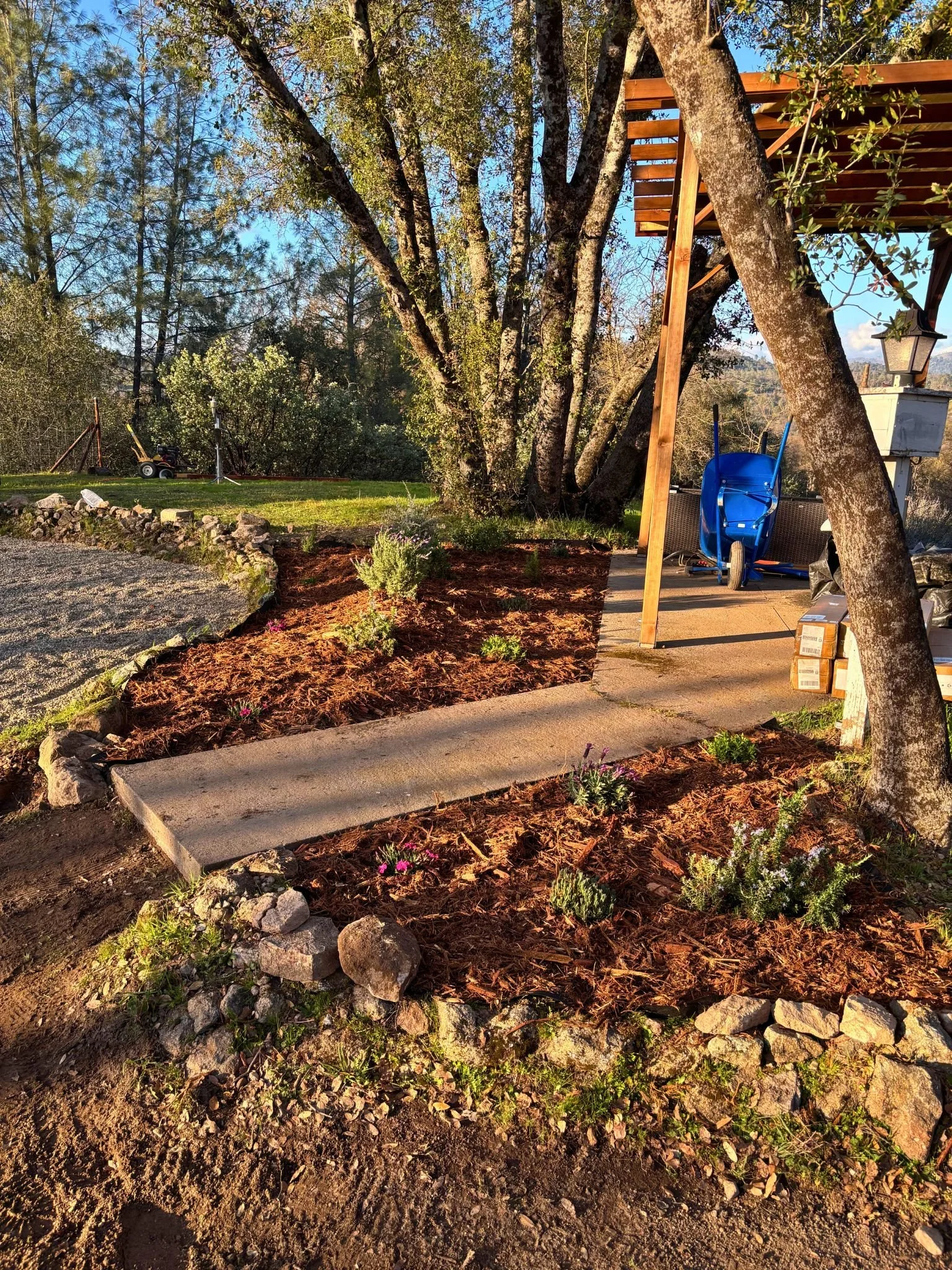 A landscaped yard with a dirt border, small shrubs, a tree with a wooden deck support, a blue wheelbarrow, and a concrete walkway, with trees and a blue sky in the background.