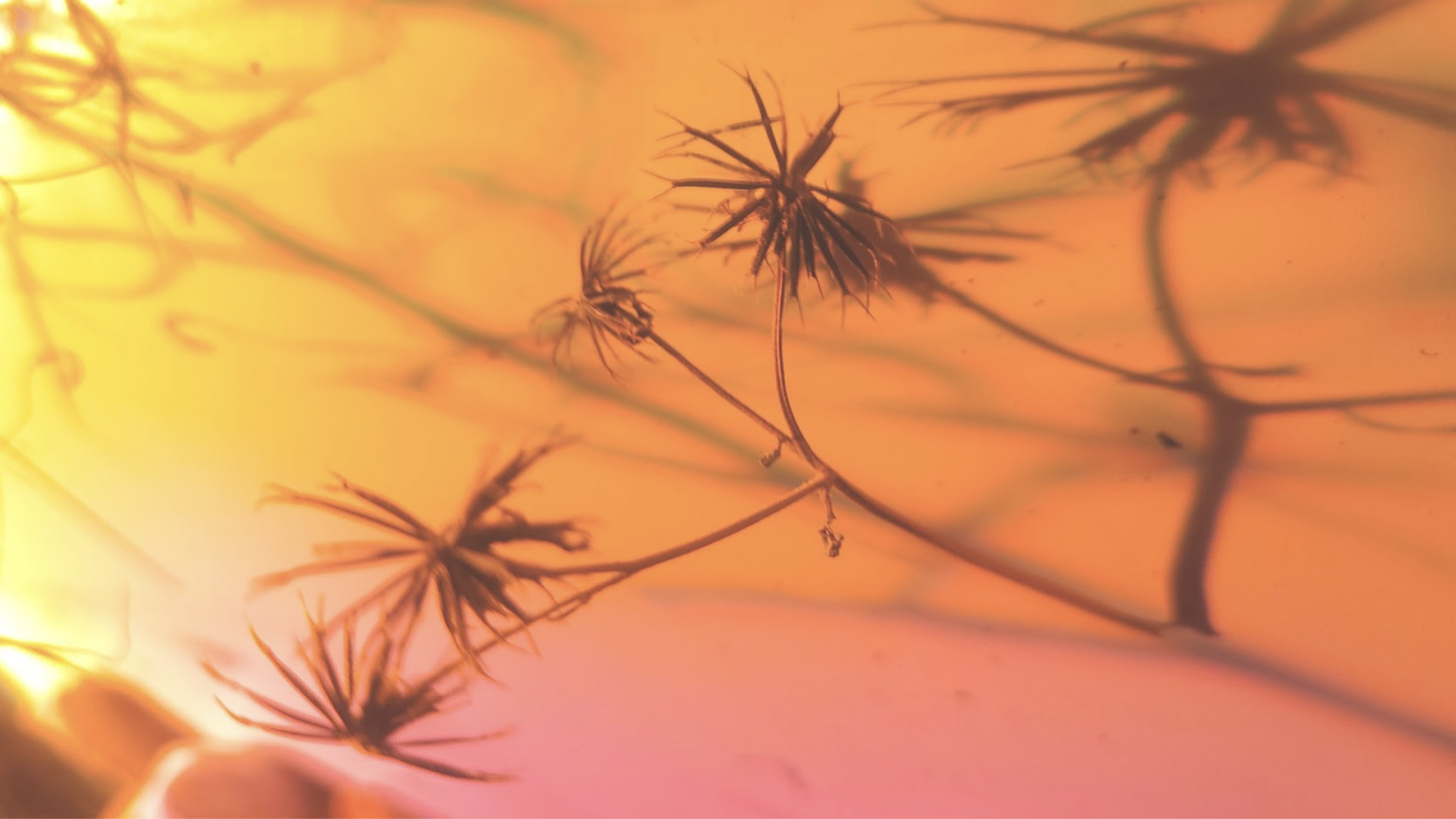 AmazonMusic - FKA twigs - EUSEXUA Afterglow-14.png