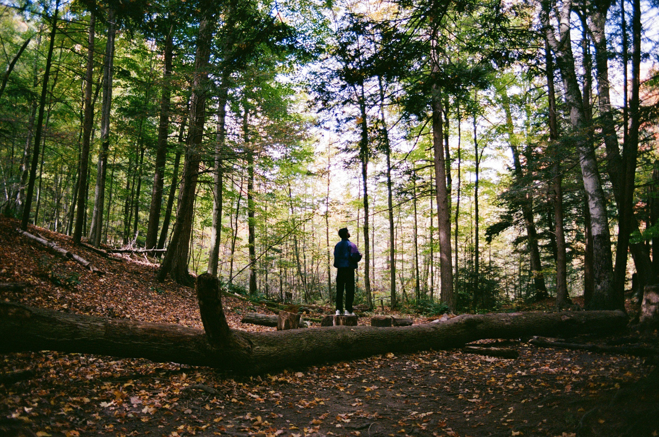 Man standing at the beginning of a wooded trail representing the journey from survival mode toward trauma recovery through evidence-based therapy.
