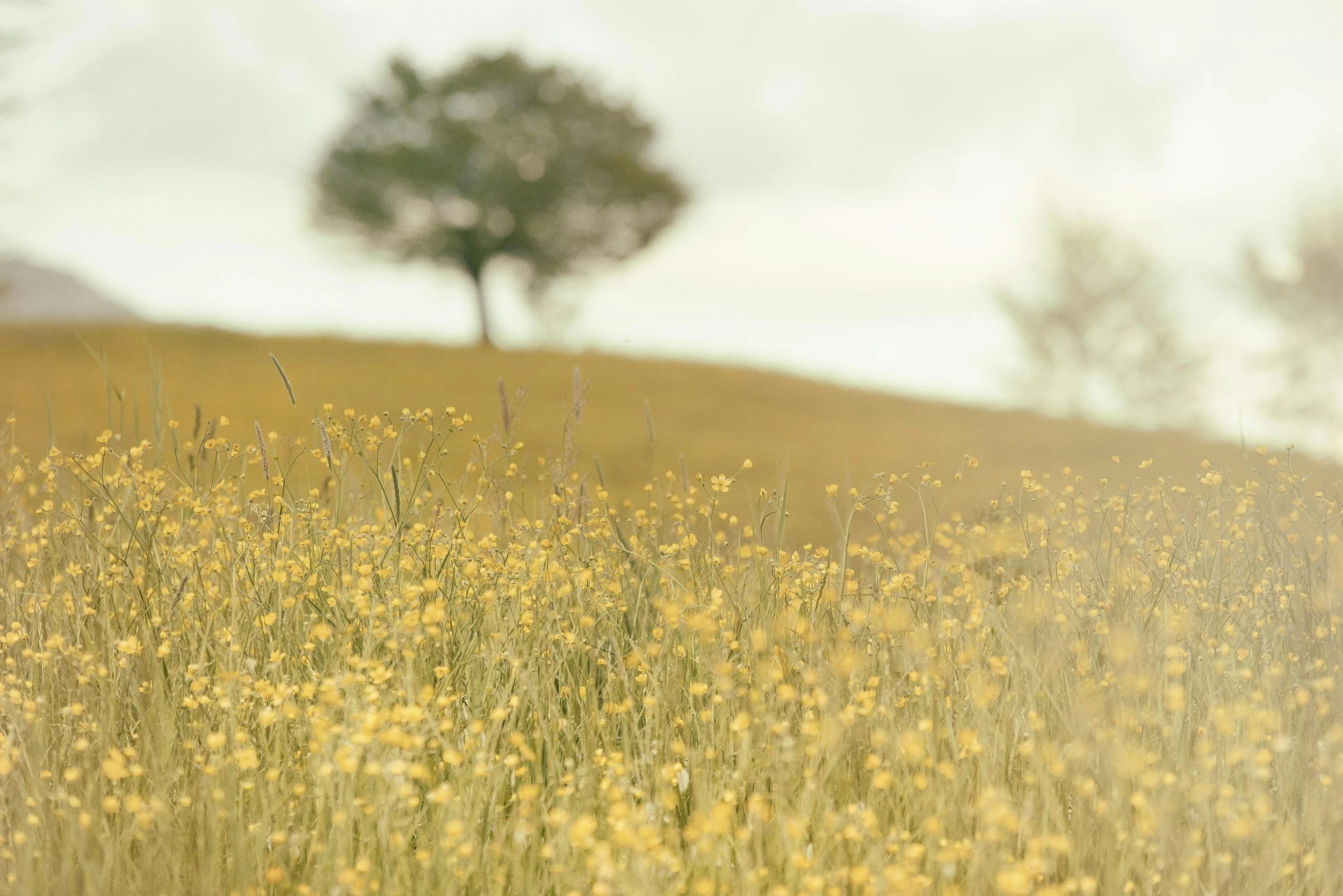 Wildflower field on a hill with a tree in the background.