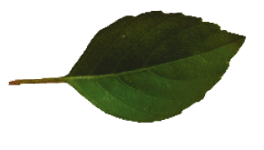 Conscious Ecology