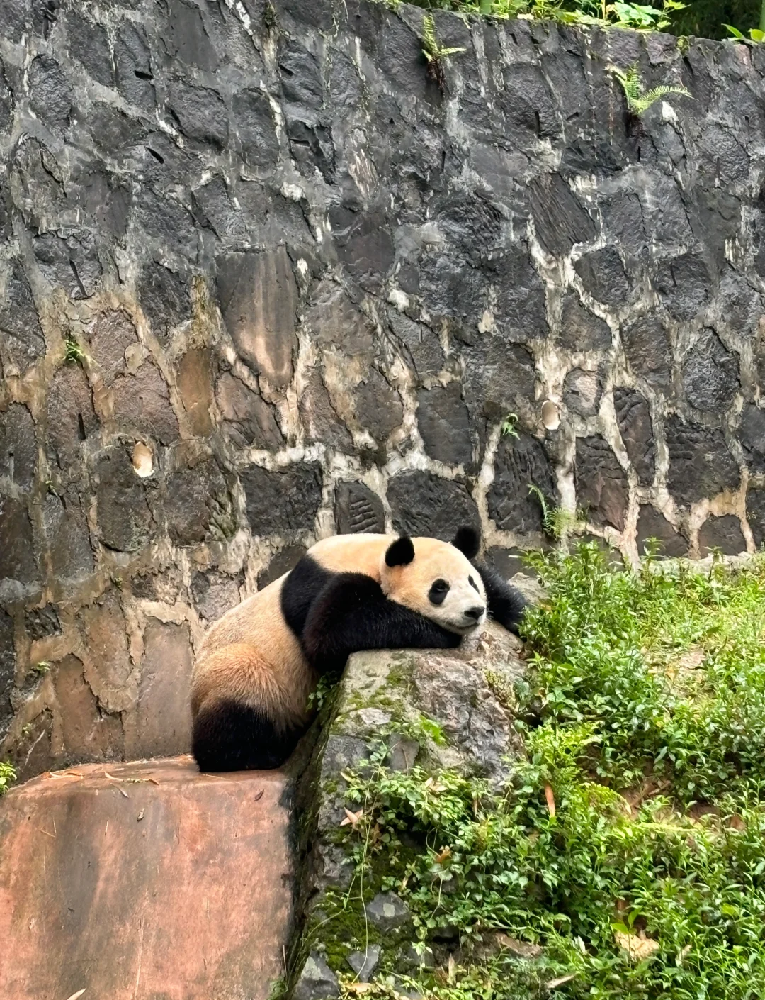panda1.png