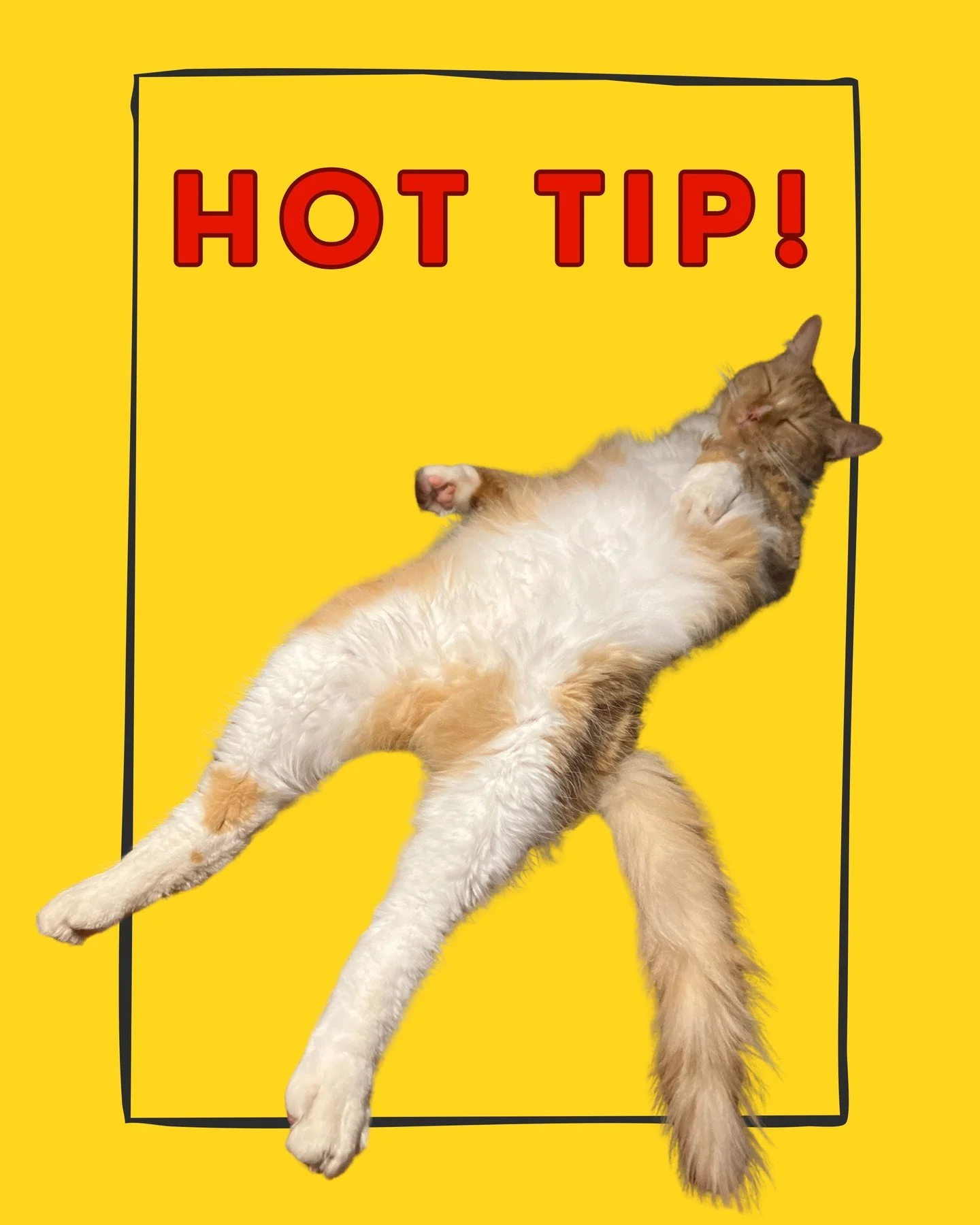 Hot Tip!
During an earthquake, don't attempt to catch your pets. It can result in injuries that are difficult to heal during a time of emergency. Trust their instincts and locate once the earthquake is over!
#emergencypreparedness #awareandprepated #