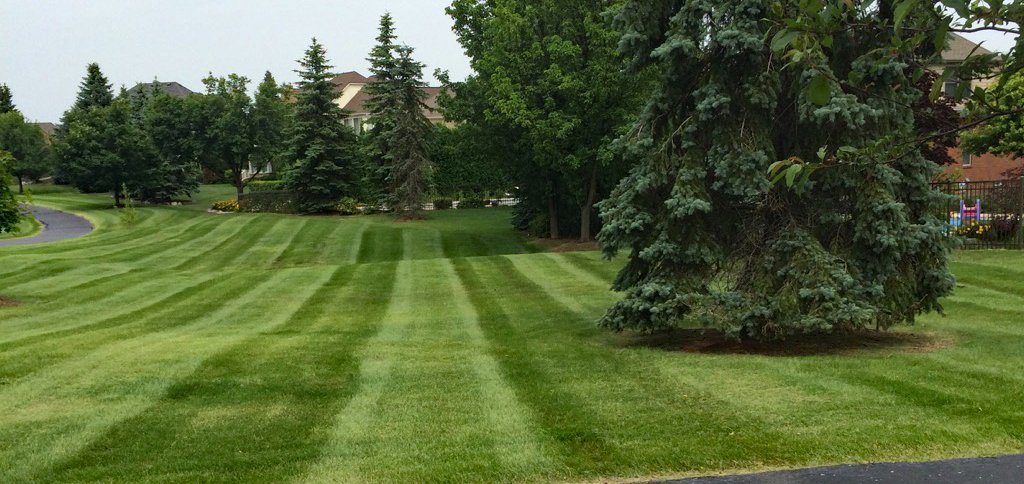 A manicured lawn with alternating mowing stripes, surrounded by trees and shrubs, and a paved path on the left.