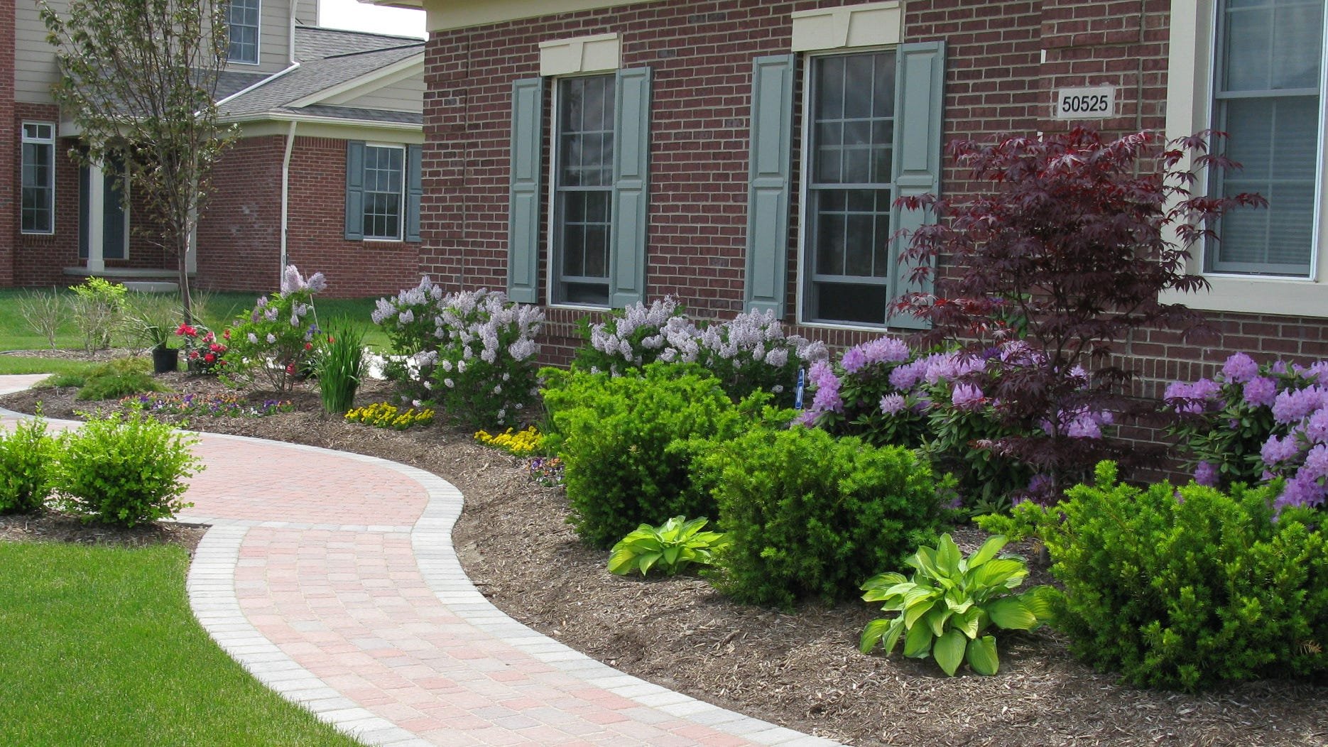 Well-maintained front yard with brick house, purple flowering bushes, green shrubs, and a red-leaved tree along a curved walkway.
