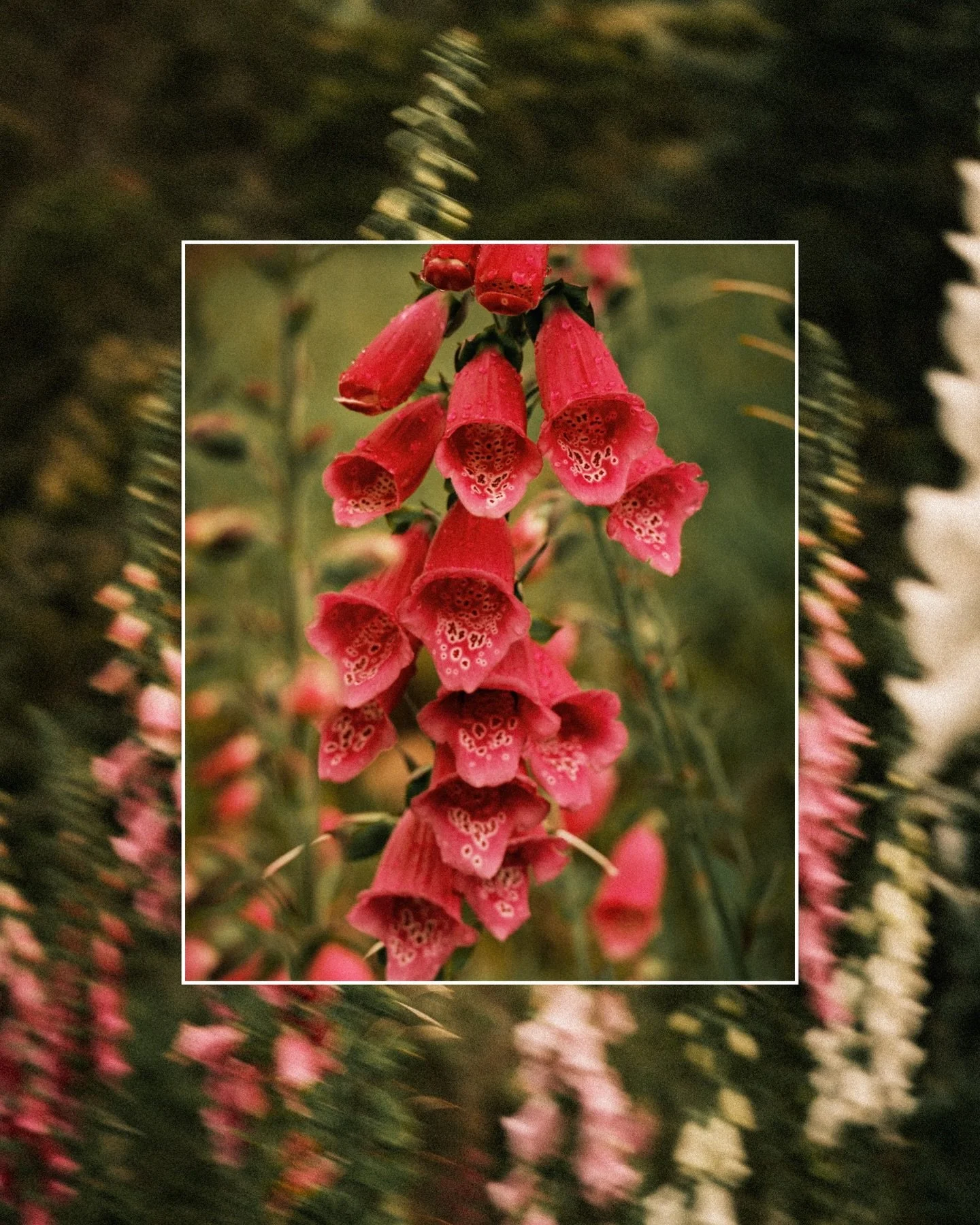 The last moments of spring 🌺🌿
#fujifilm #fujifilmxt5 #tasmania
