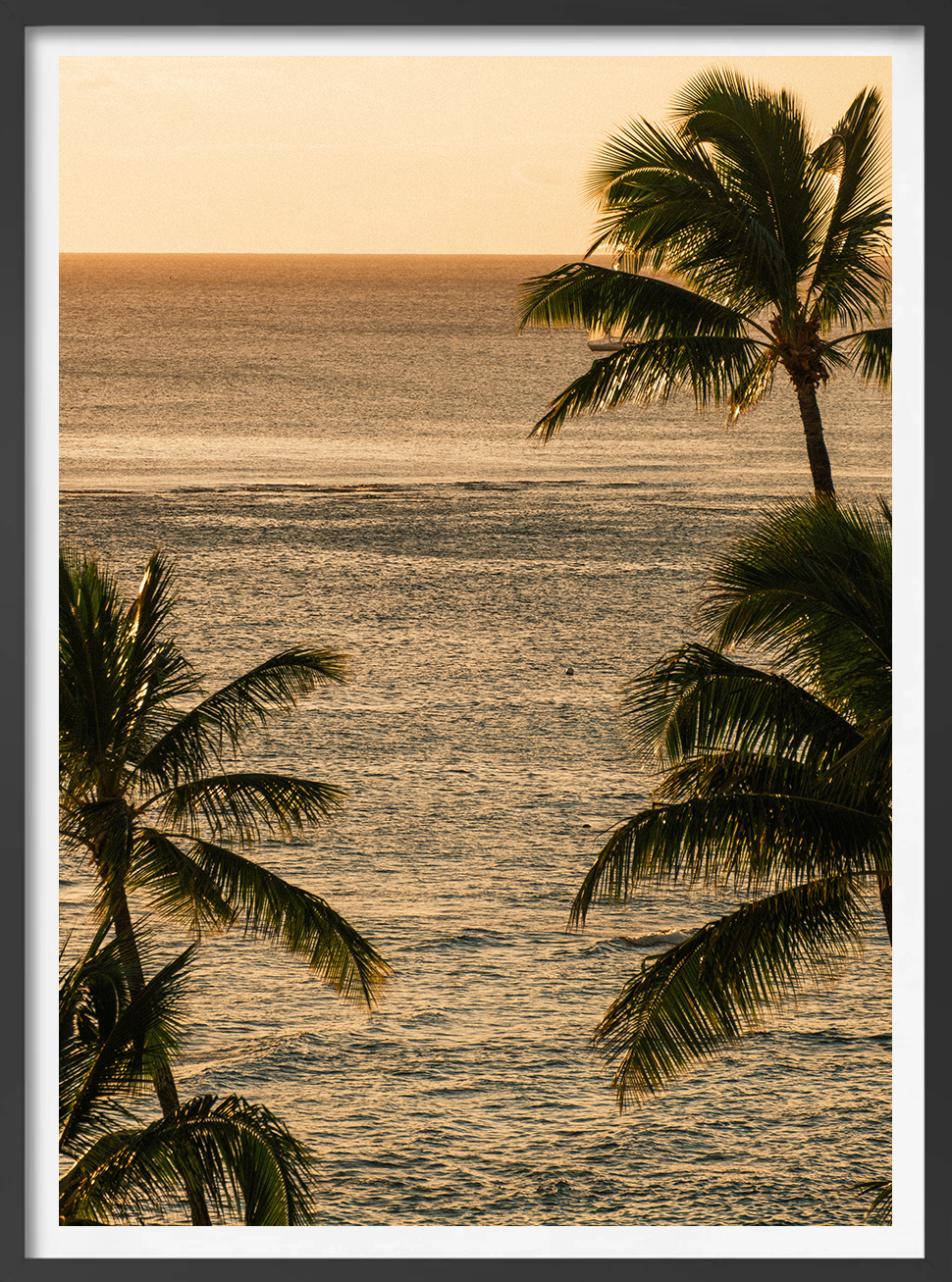 palms.png