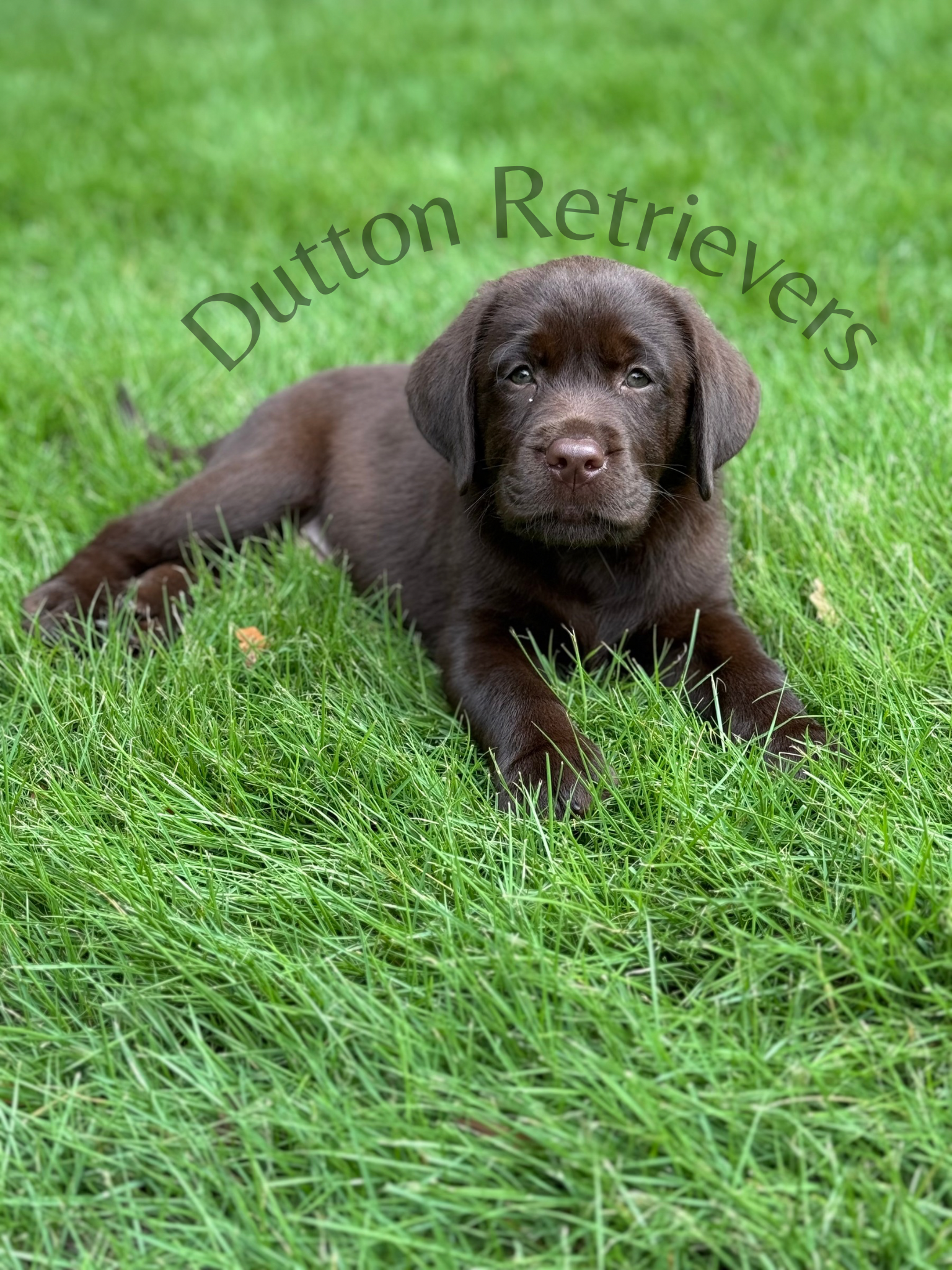 Dutton Retrievers.PNG