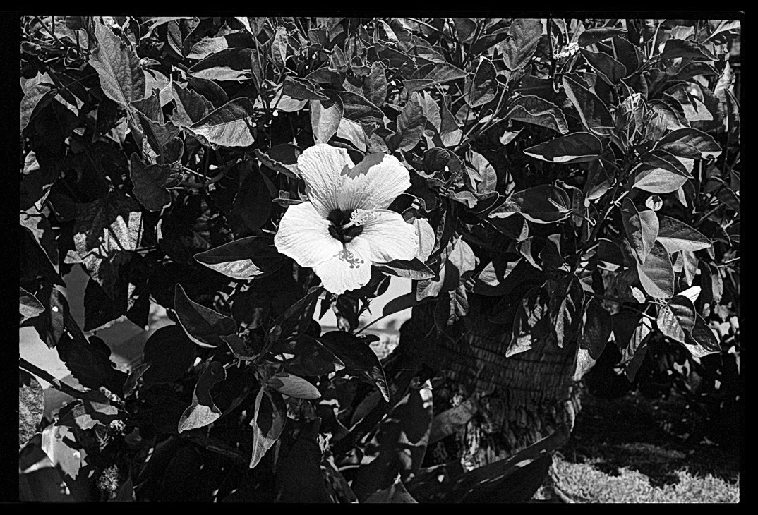 C4CE3ADA-5F5E-42F5-8D55-9F36857F8041_1_105_c.jpeg