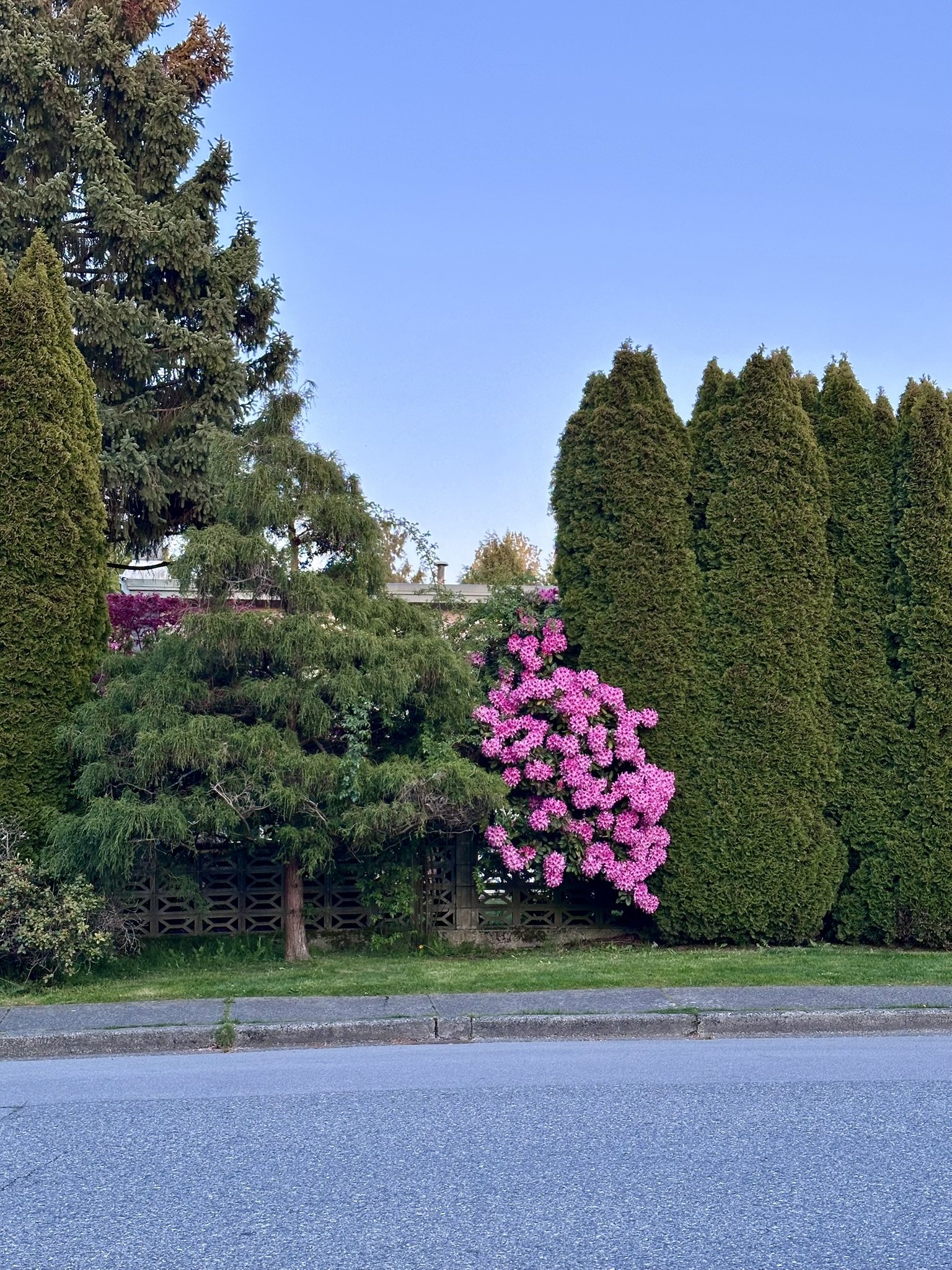 36963D26-2AE2-470B-85F9-E75BB89ACB1A_1_102_a.jpeg