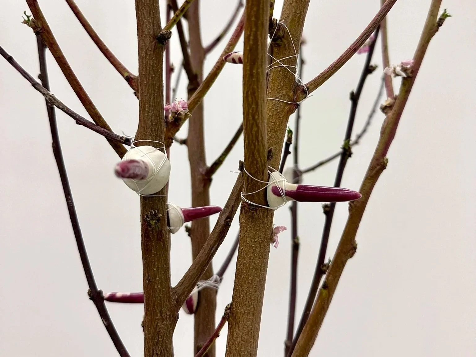 These Thorns Have Been Acquired