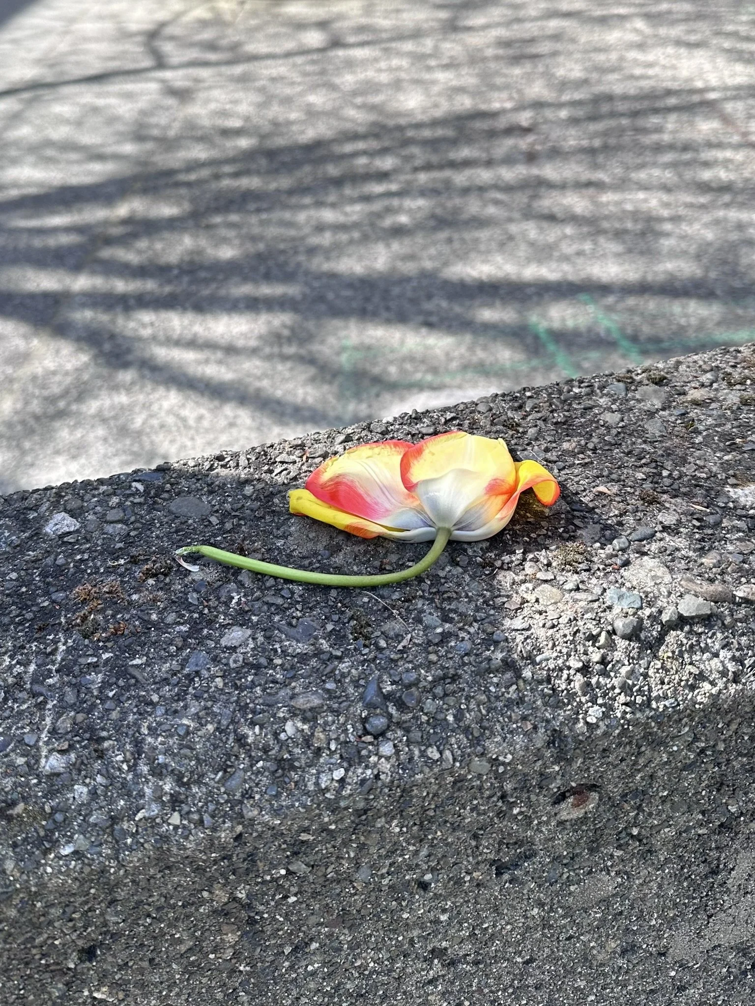 047313AA-9285-48FB-B198-8DC274AA8FA5_1_102_a.jpeg
