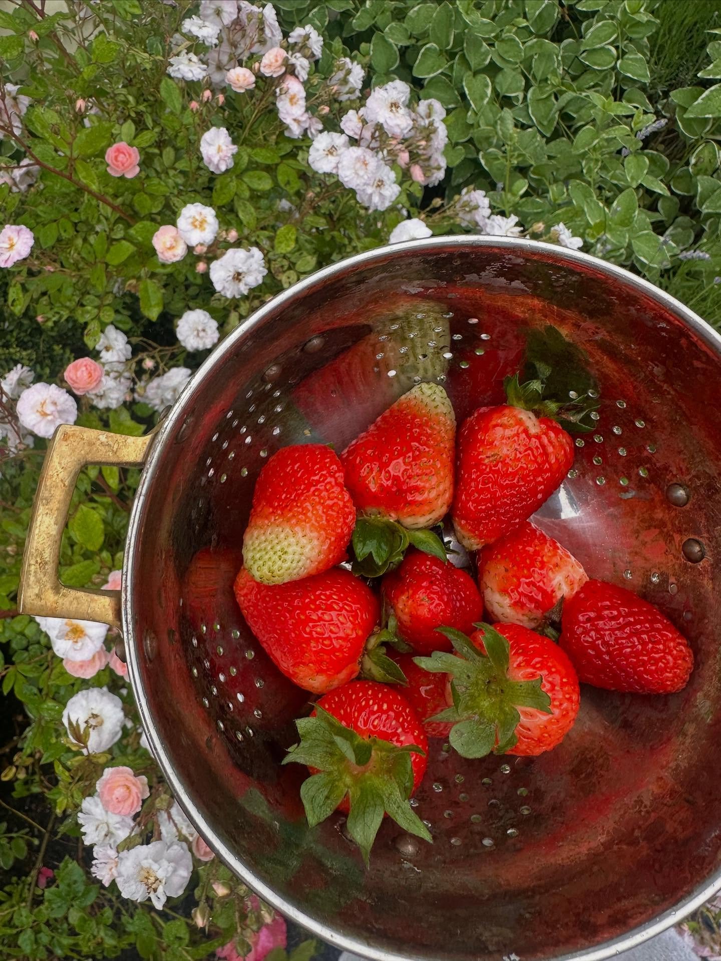 when everyone wakes up at 5:30 am 😵 there is time for picking fresh berries for breakfast 🍓❤️