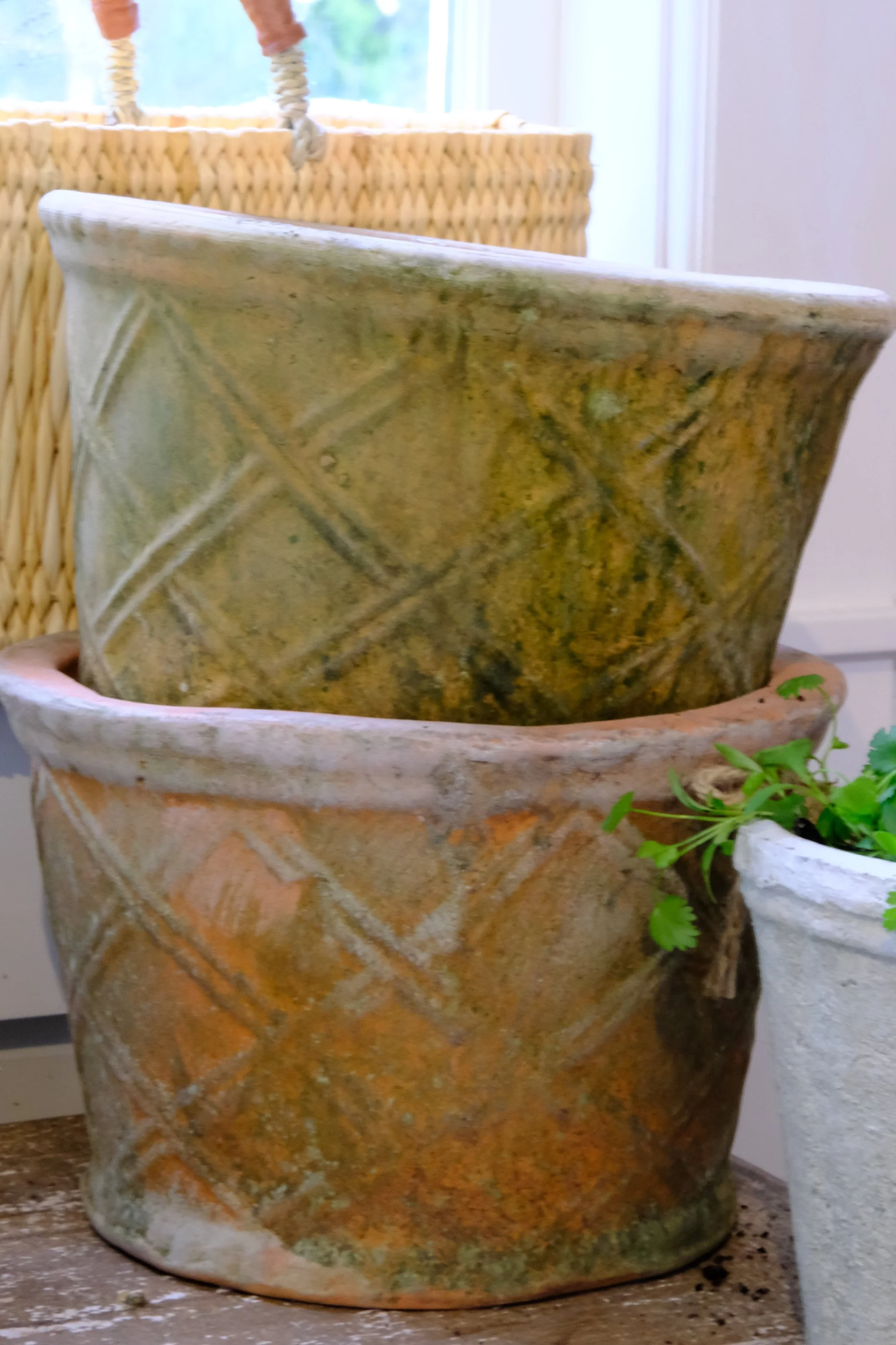 Campo di Fiori - Equi Planter