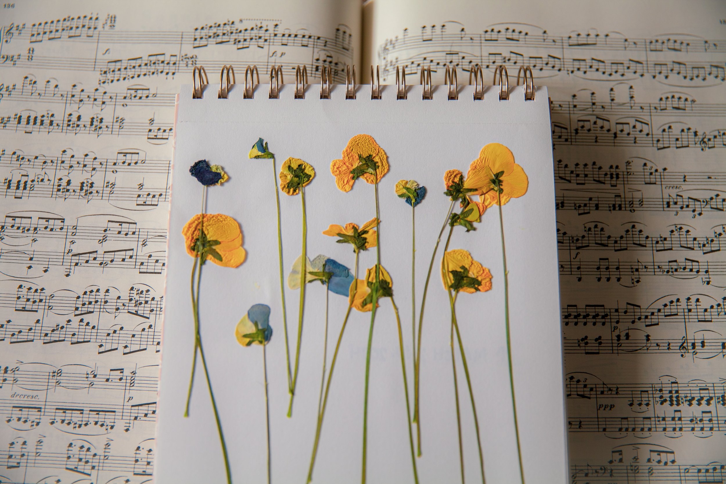 Sheet of music with pressed yellow and blue flowers on top, open music sheets in the background.