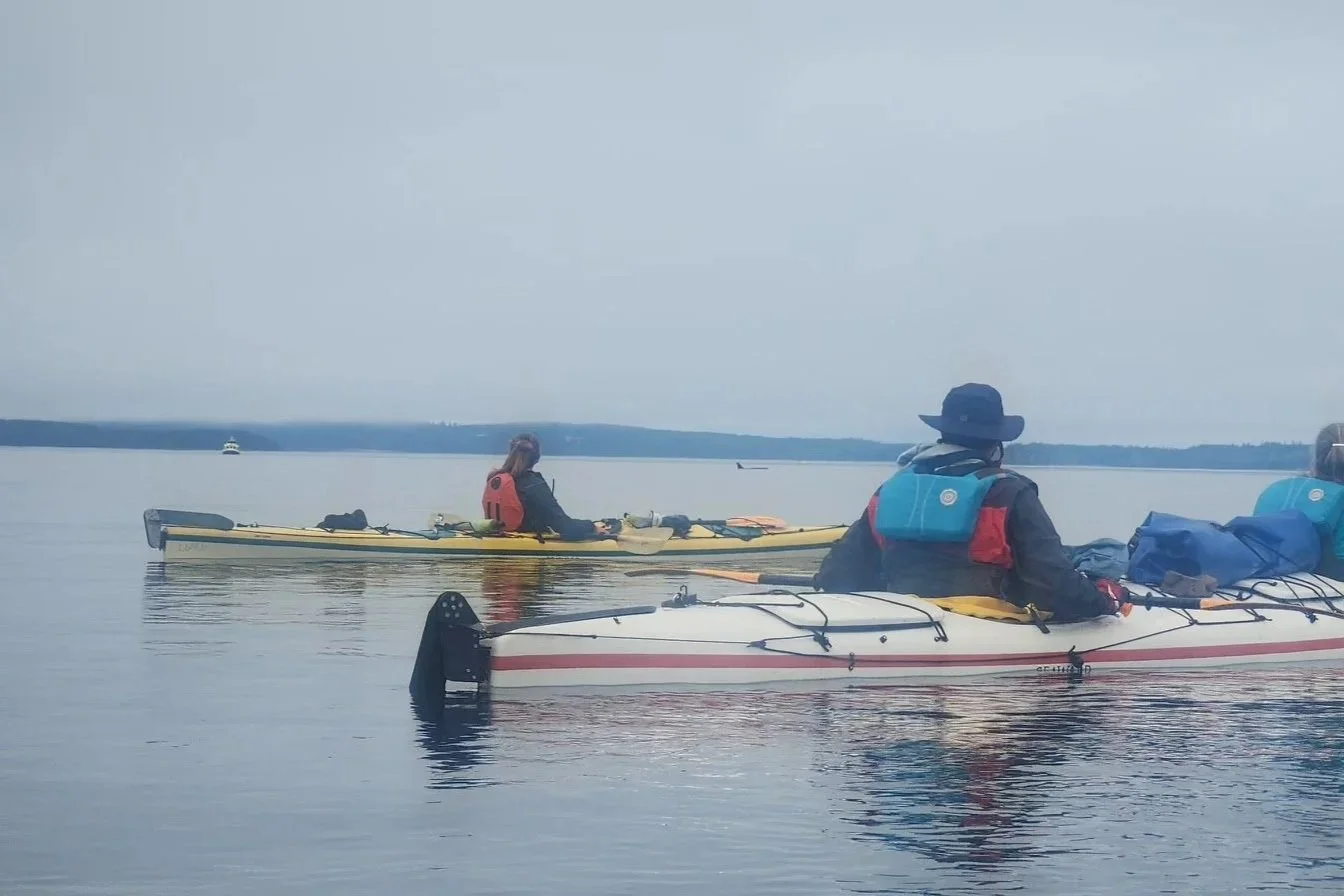 Orcas of the Johnstone Strait
