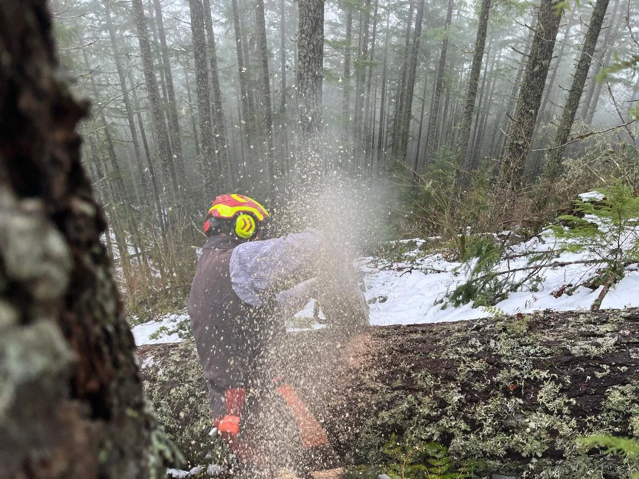 A sawyer cuts a fallen tree