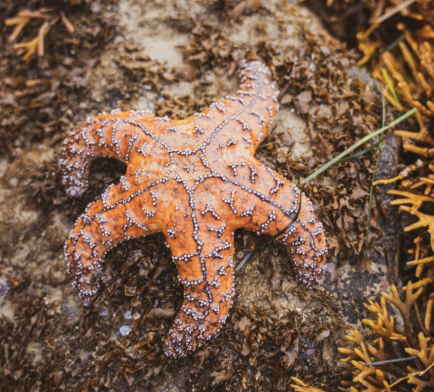 Tidepooling with Shifting Tides @ Cannon Beach
