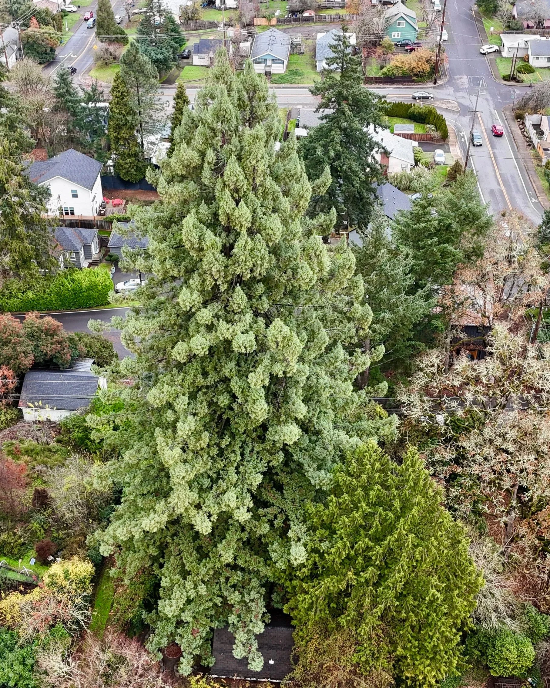 A Lifetime Beneath the Branches