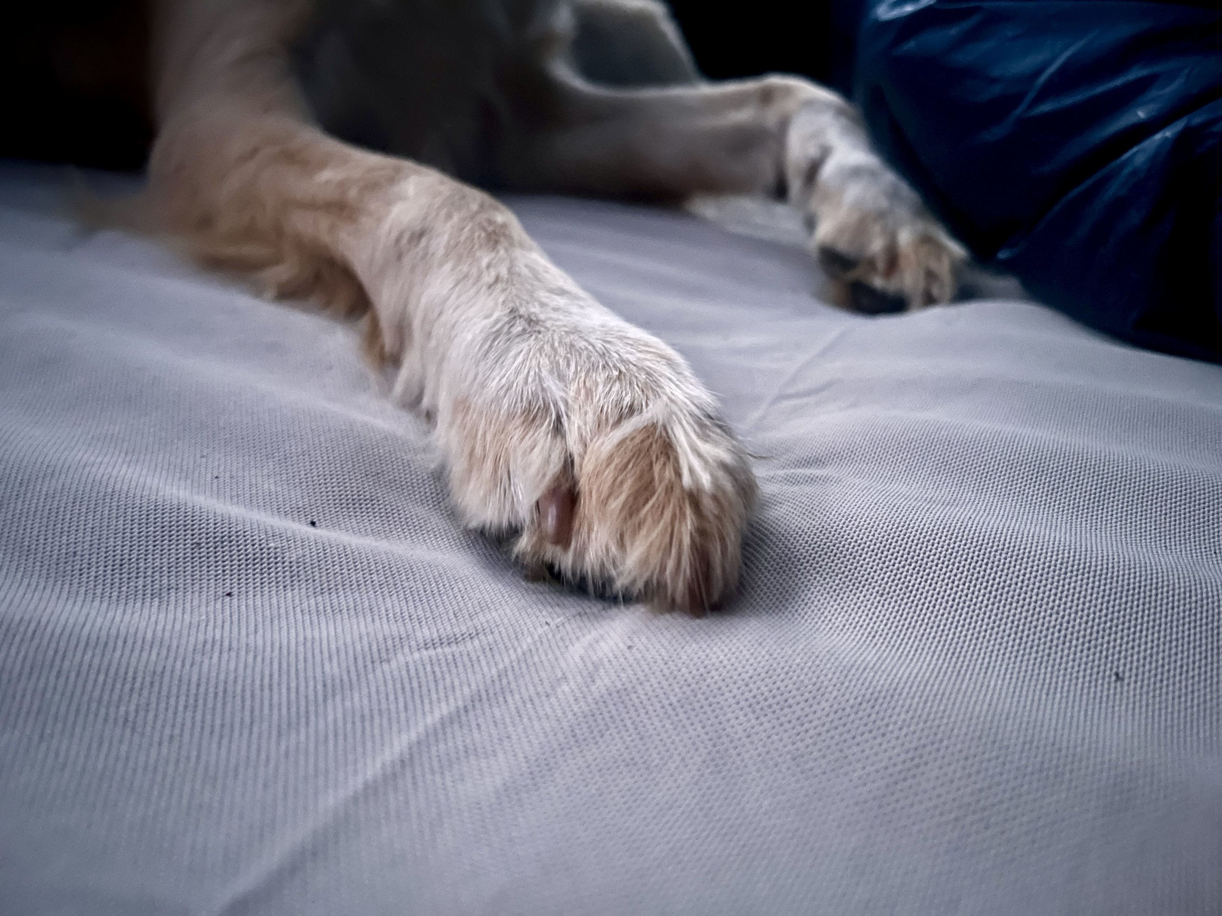 Luno mattress protected from dirty dog paws