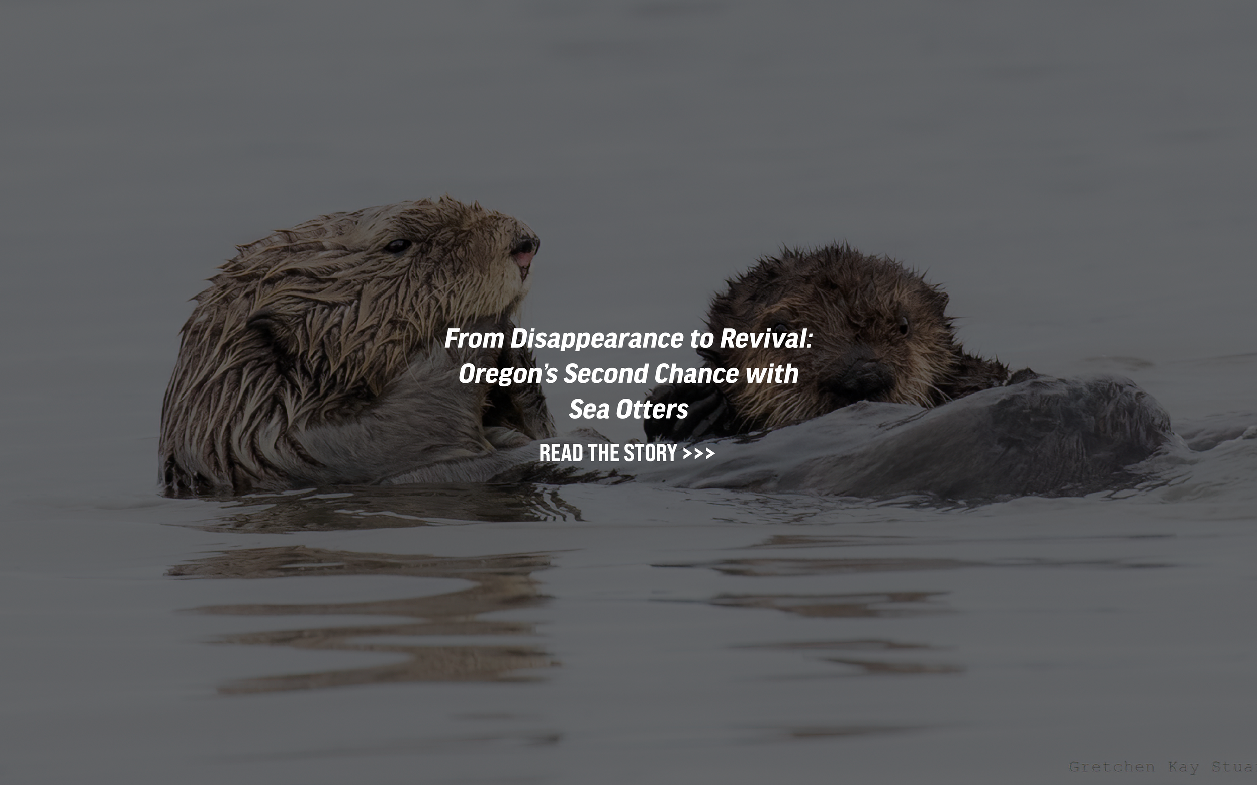 An image of two sea otters. Text reads "From Disappearance to Revival: Oregon's Second Chance with Sea Otters"