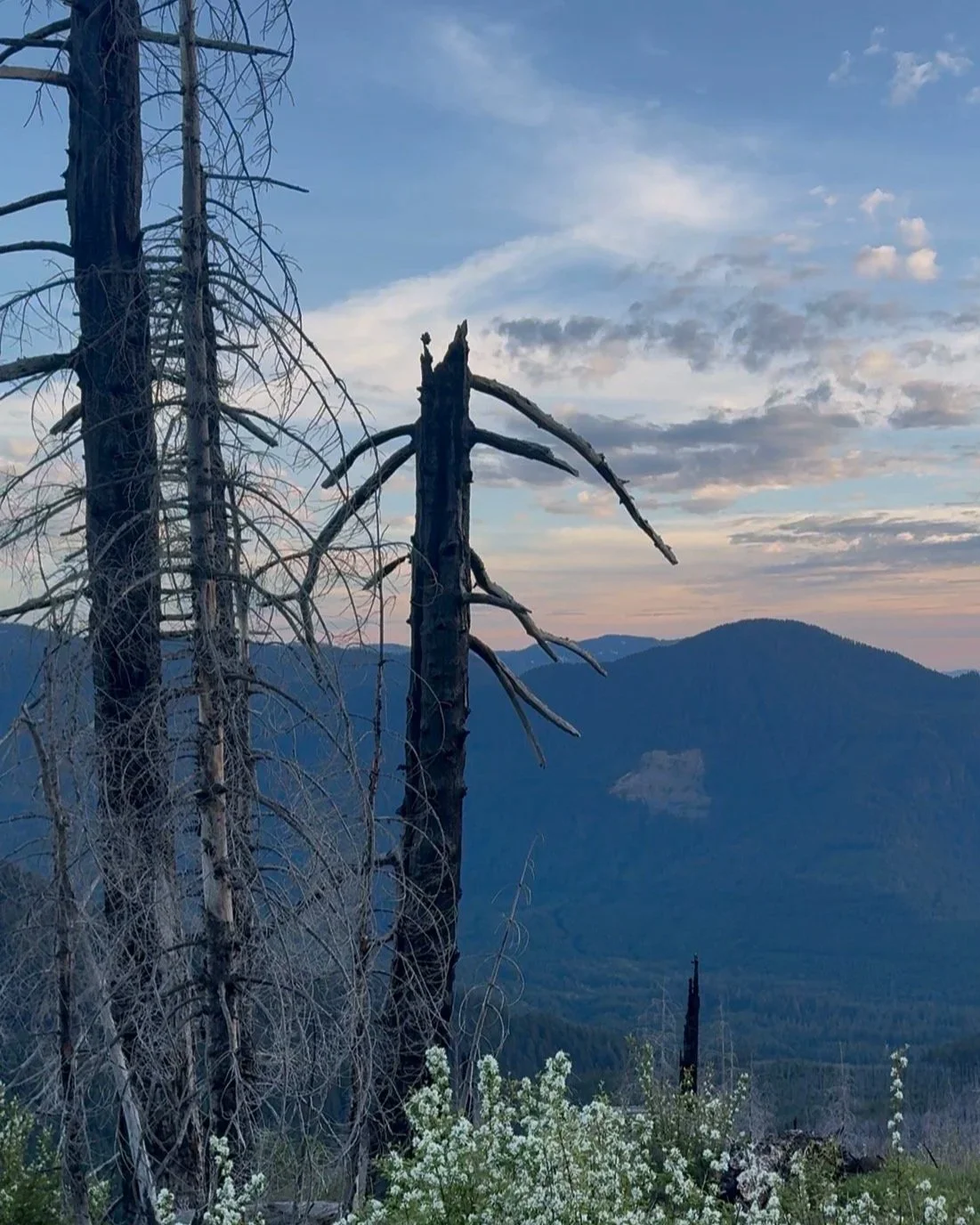 Burned trees in the foreground of a series of mountains.