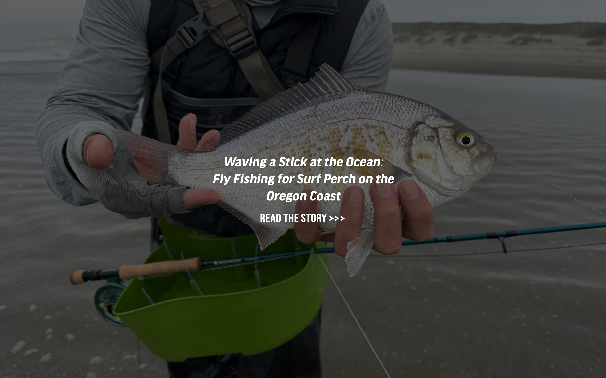 Image of fisherman holding a surf perch. Text reads Waving a Stick at the Ocean: Fly Fishing for Surf Perch on the Oregon Coast 