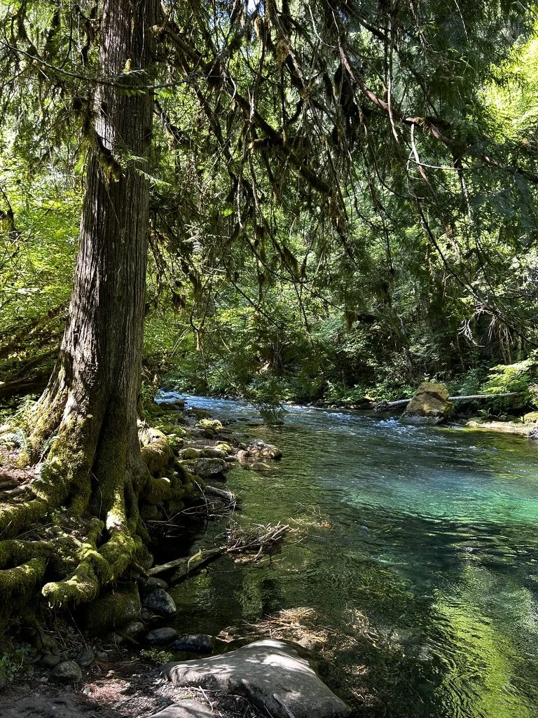 A river, colored blue, surrounded by trees.