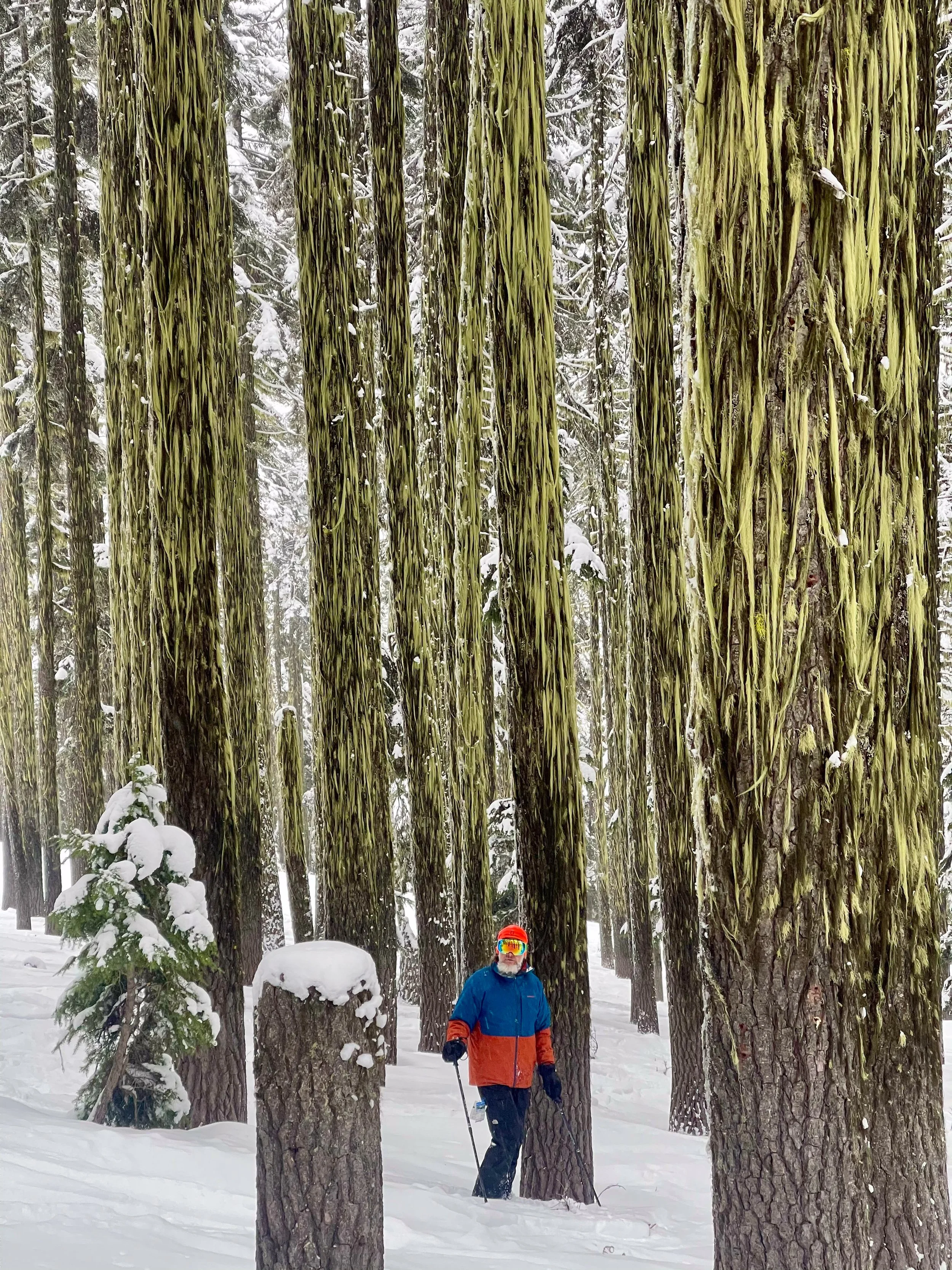 A skier standing among tall trees with moss on their trunks in a snowy forest of the Pacific Northwest.
