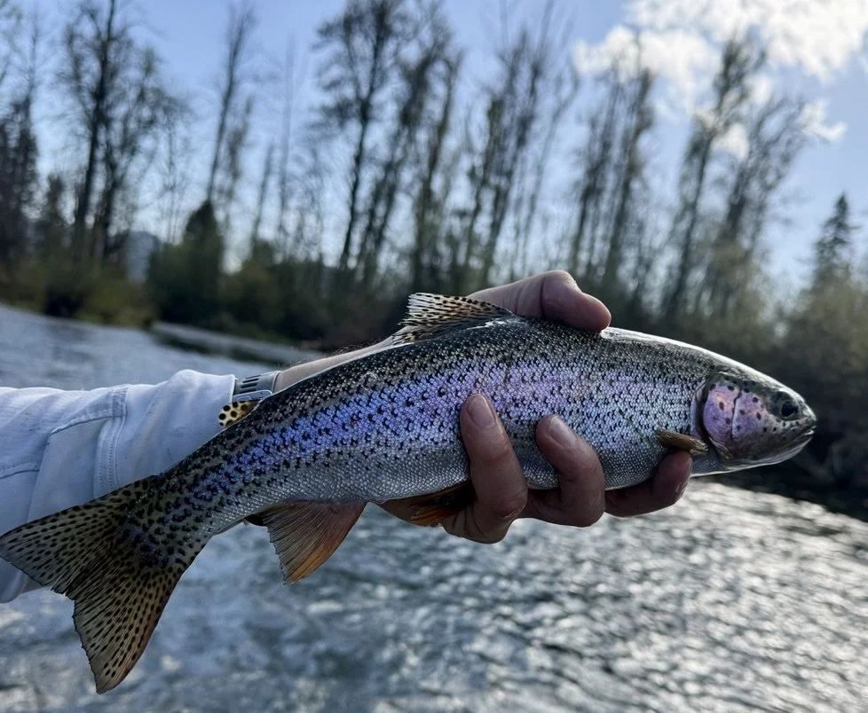 A rainbow trout